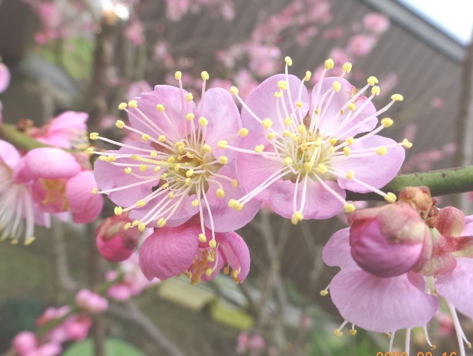 212-1_flower-ume2