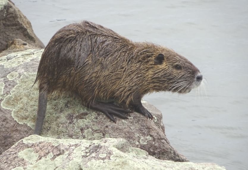 226-2_nutria_20200330