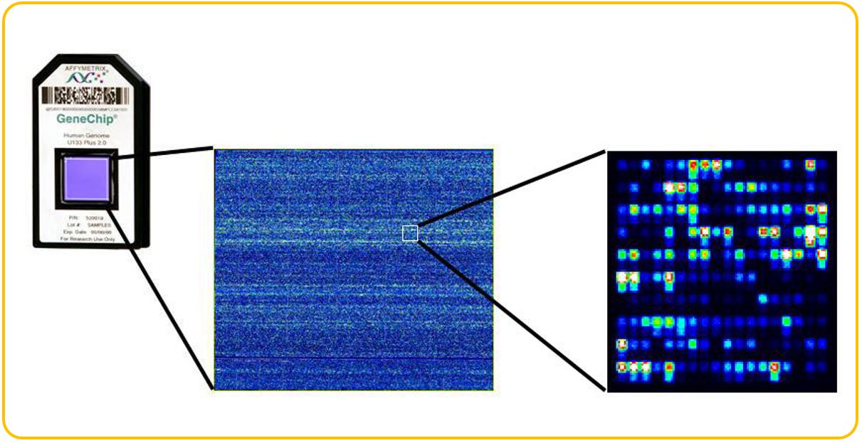 229-1_GeneChip_fromWeb