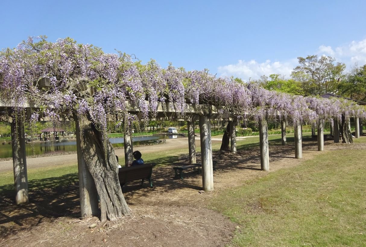 339-1_fuji-ayamepark_20120424