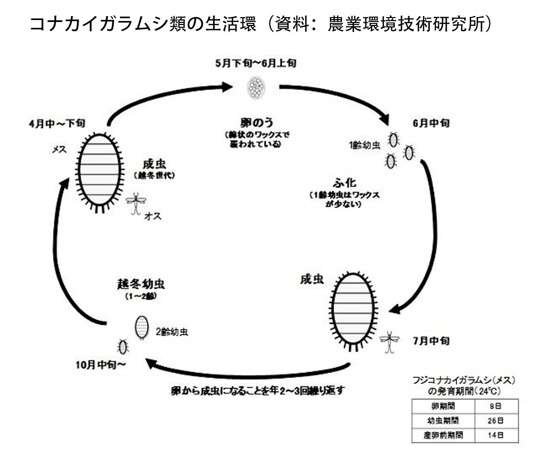 340-3_kaigaramusi_Web