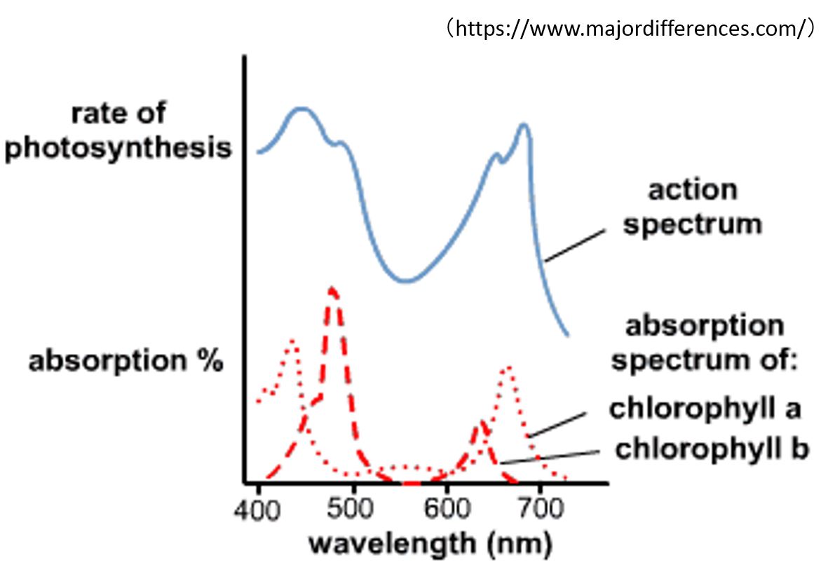 349-2_photosynthesis_Web