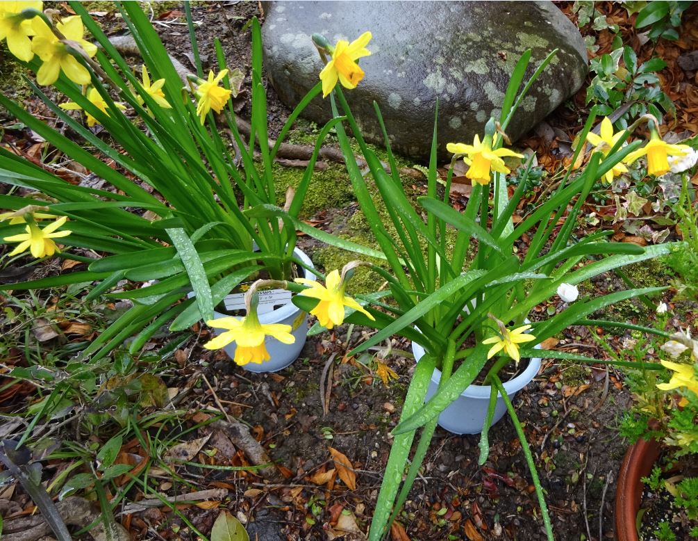 412_flowers-niwa_20220130.