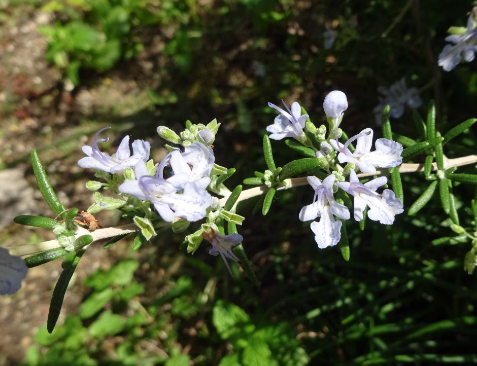 492-1_garden-flowers_20221013