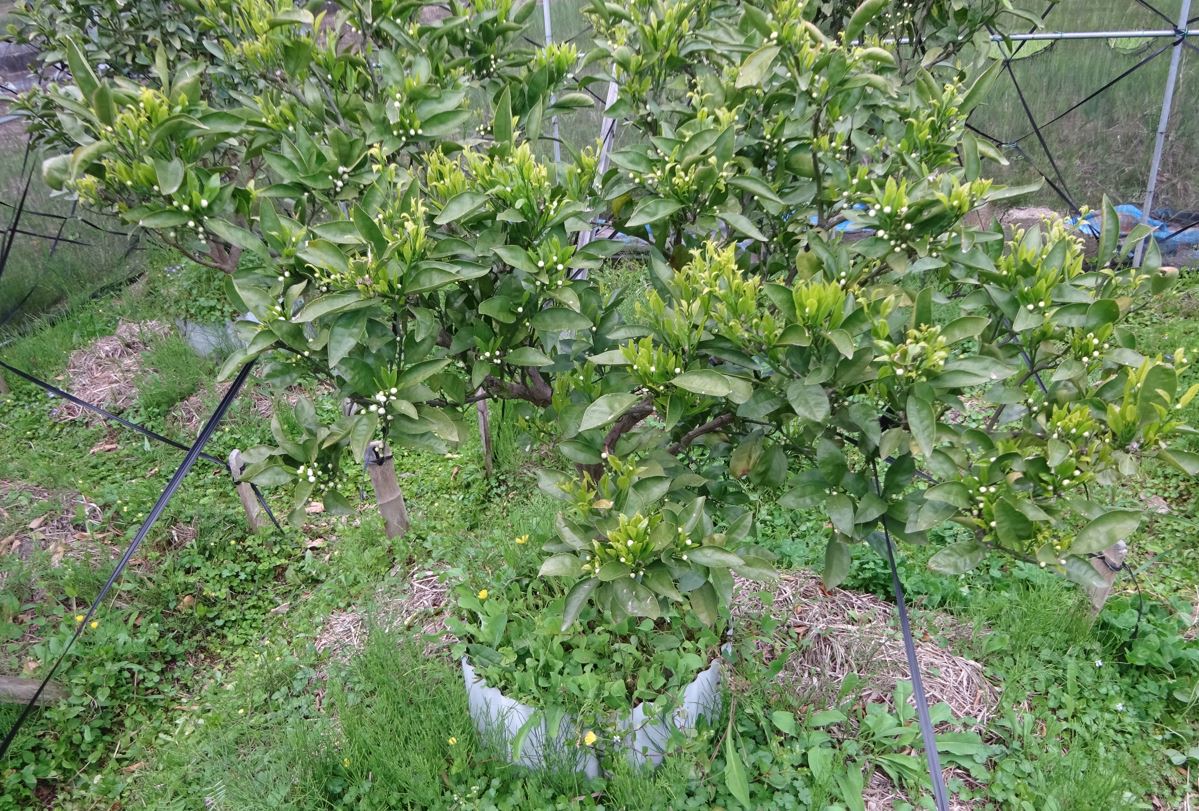749-1_unshuu-mikan_20250503