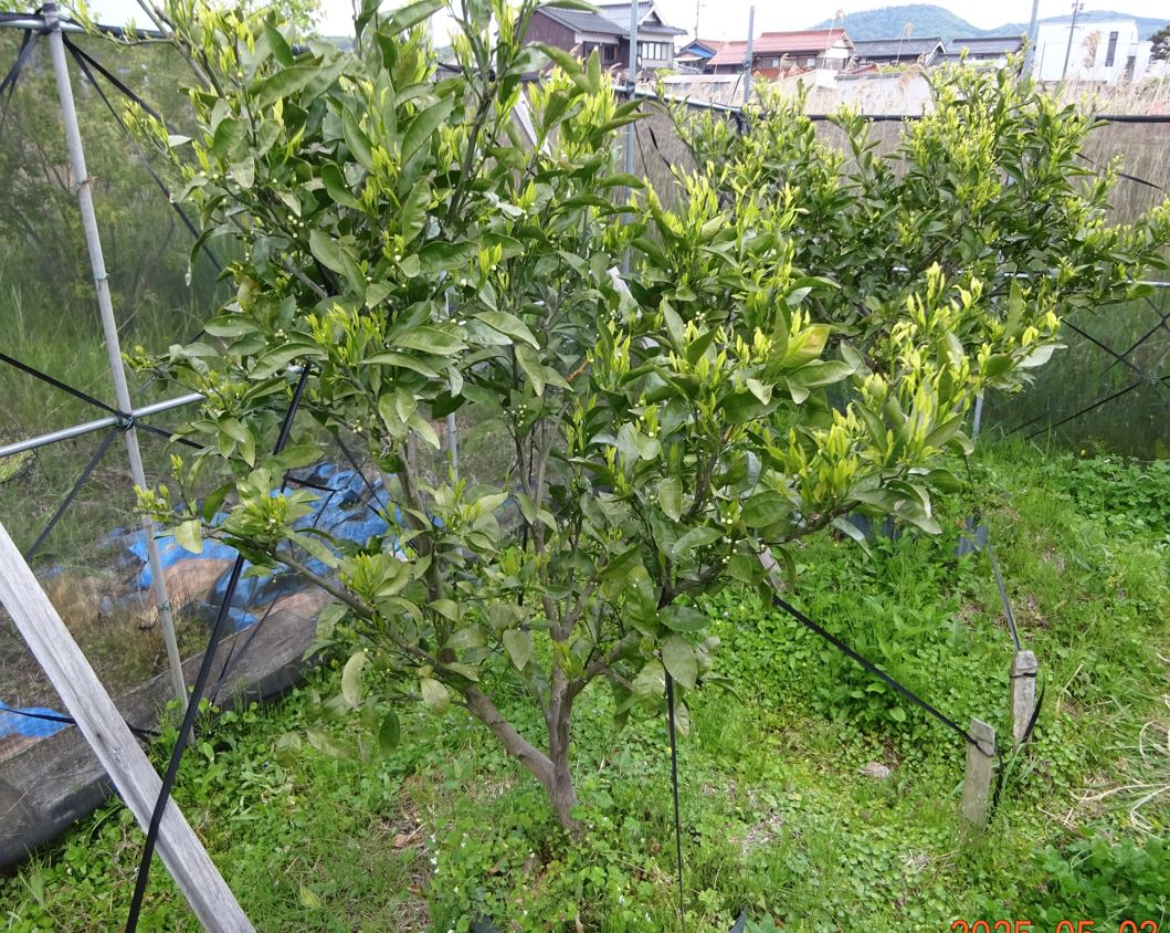 749-3_unshuu-mikan_20250503