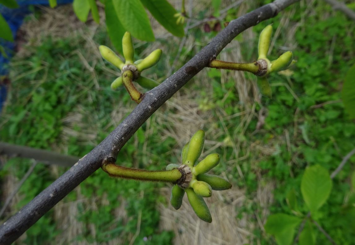 751-4_pawpaw_20250511
