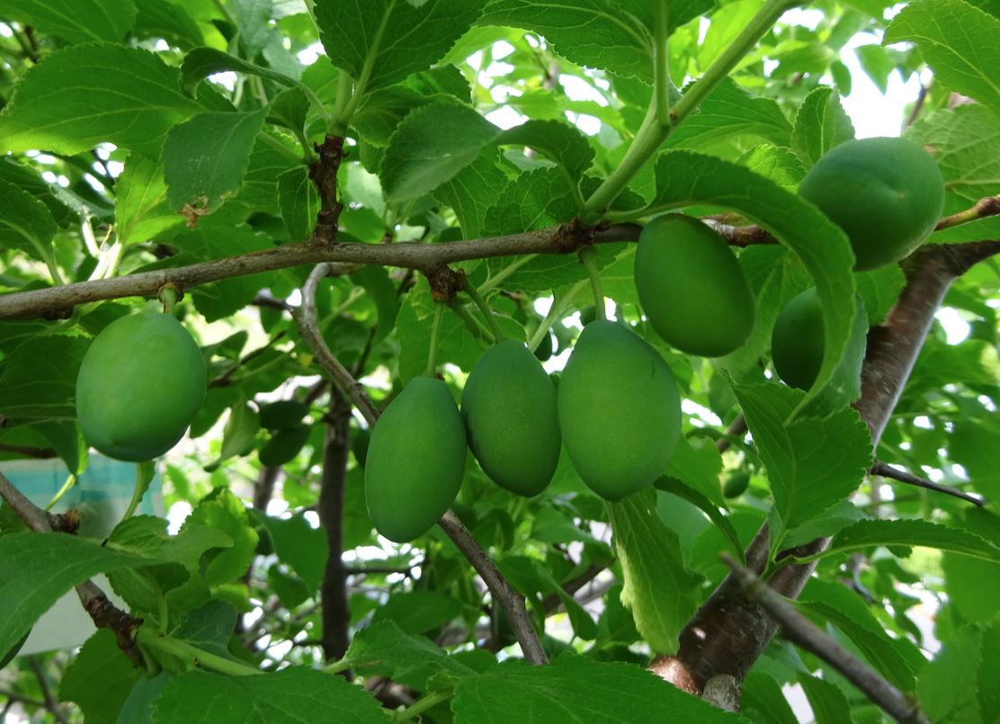 756-1_prune_20250528.