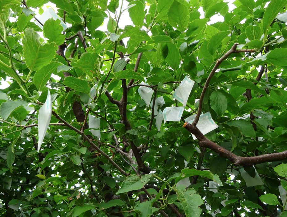 756-2_prune_20250528.