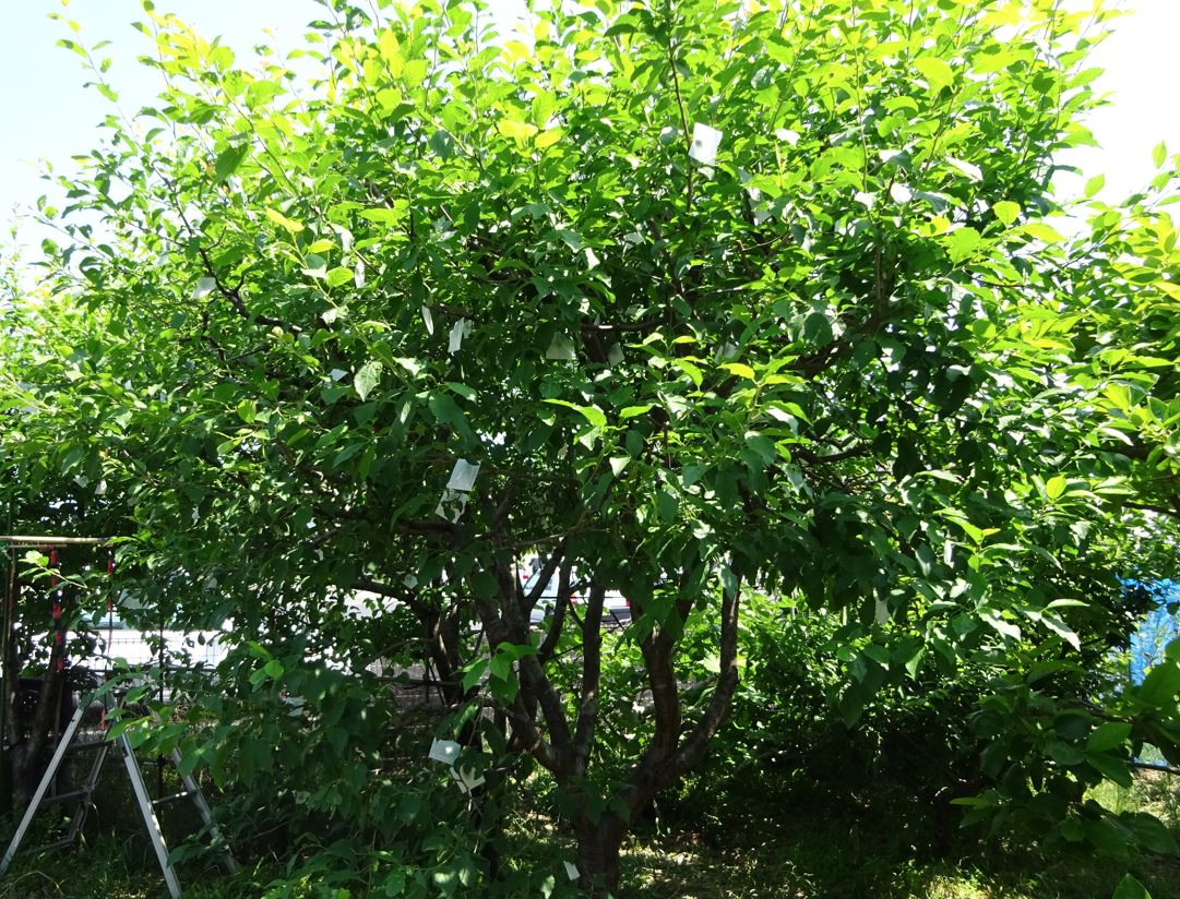756-3_prune_20250528