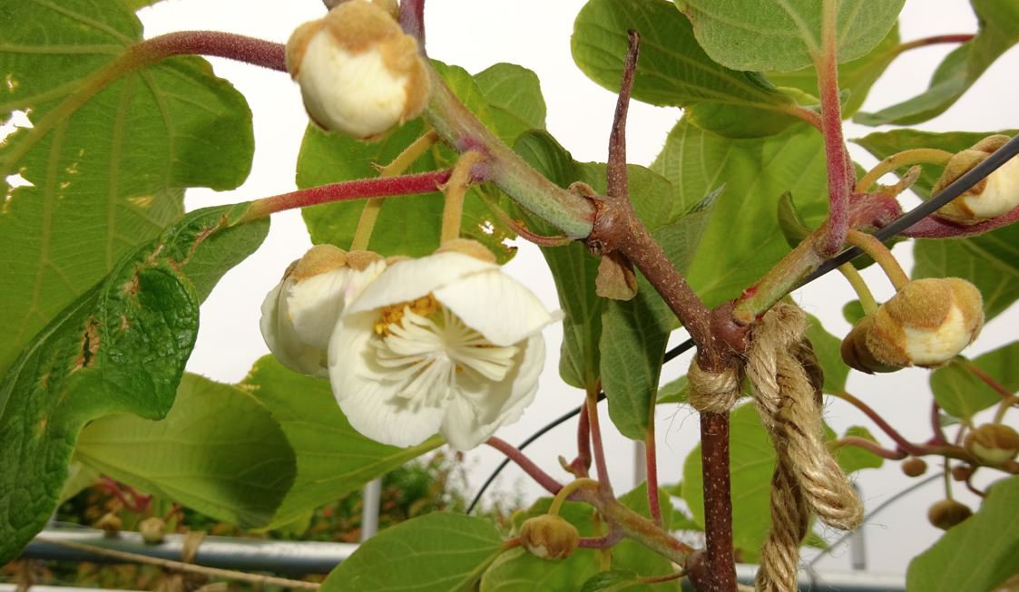757-1_kiwi_20250521.