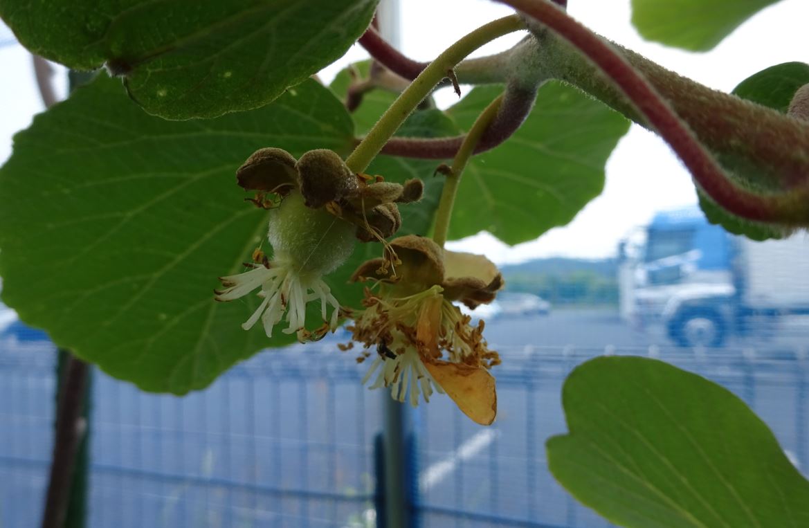 757-3_kiwi_20250526