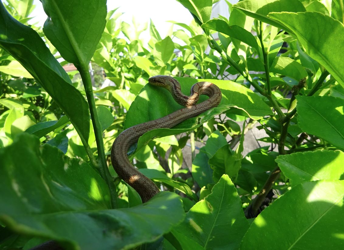 761-1_shimahebi_20250615