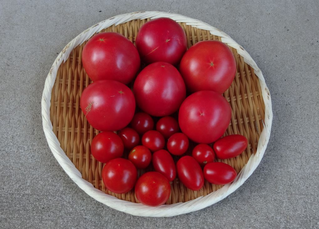 772-1_tomato_20250713