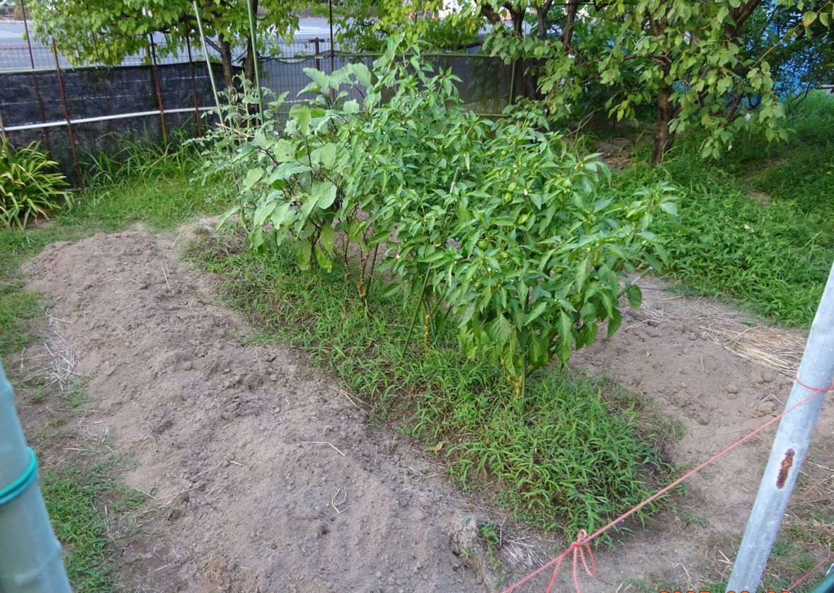 984-1_hataken_20250830