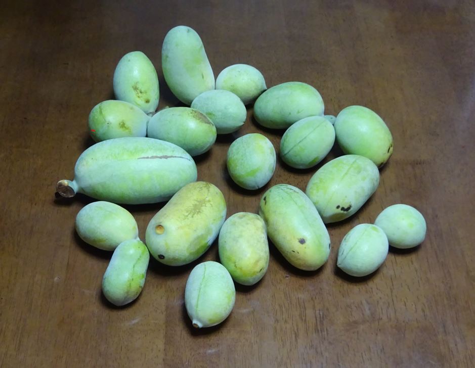 986-1_pawpaw_20250909