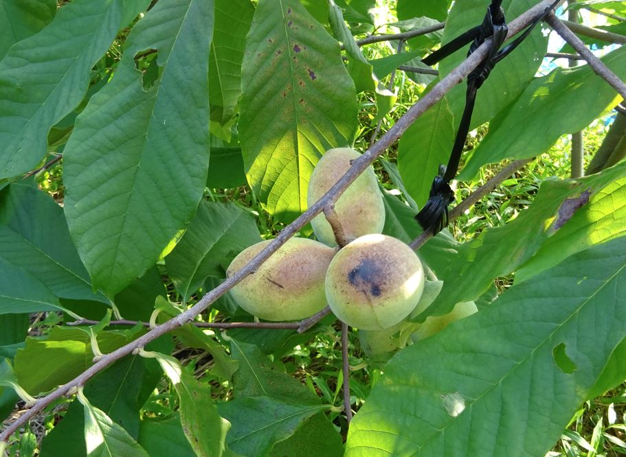 986-2_pawpaw_20250816