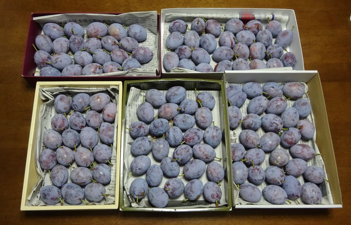 987-1_prune_20250904