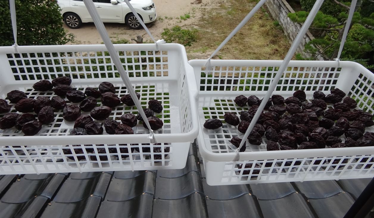 987-2_prune_20250914