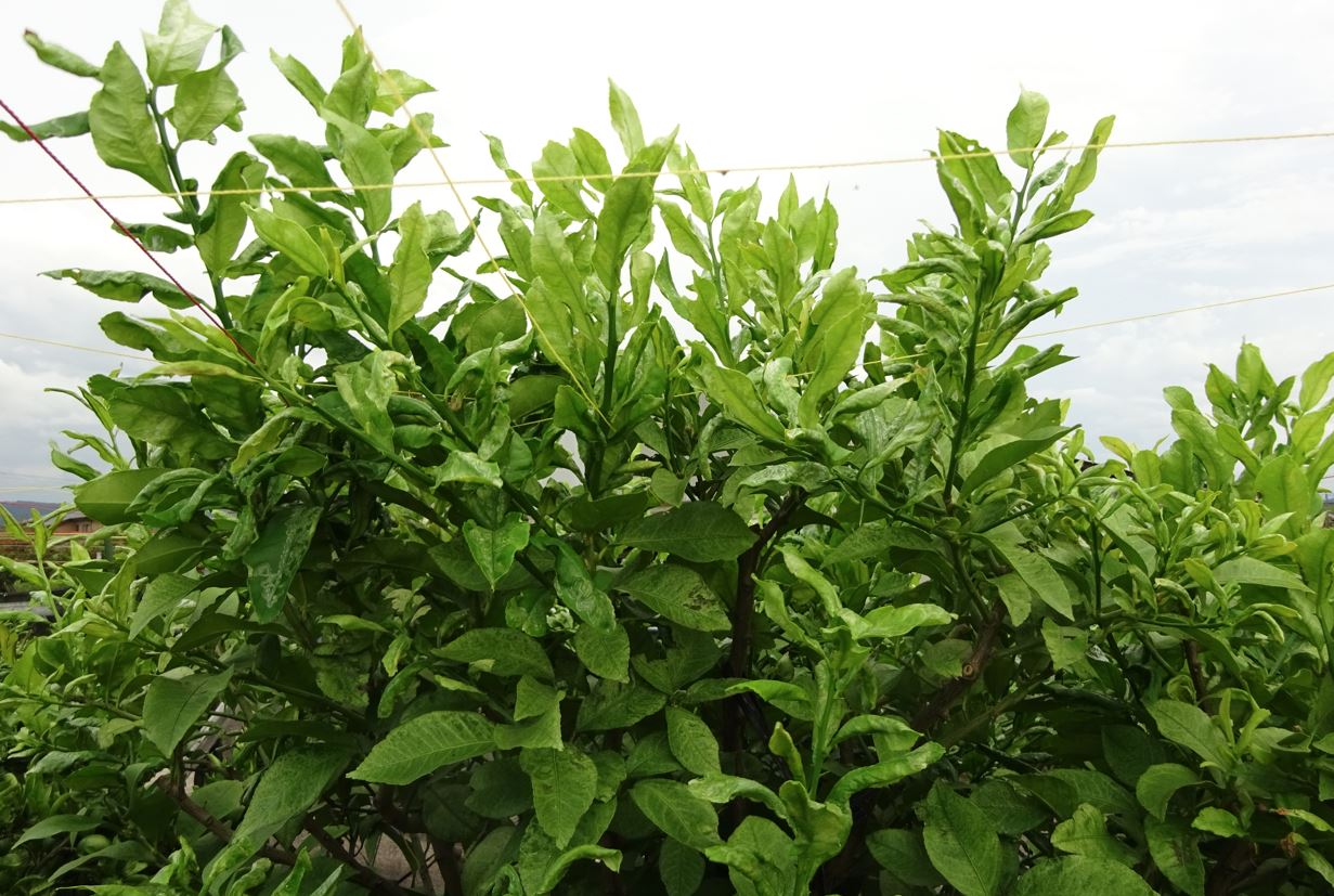 988-1_lemon_20250917