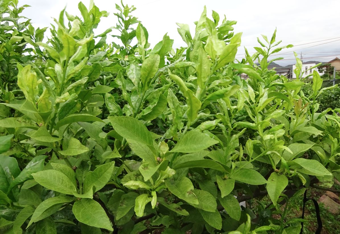 988-1_lemon_20250917