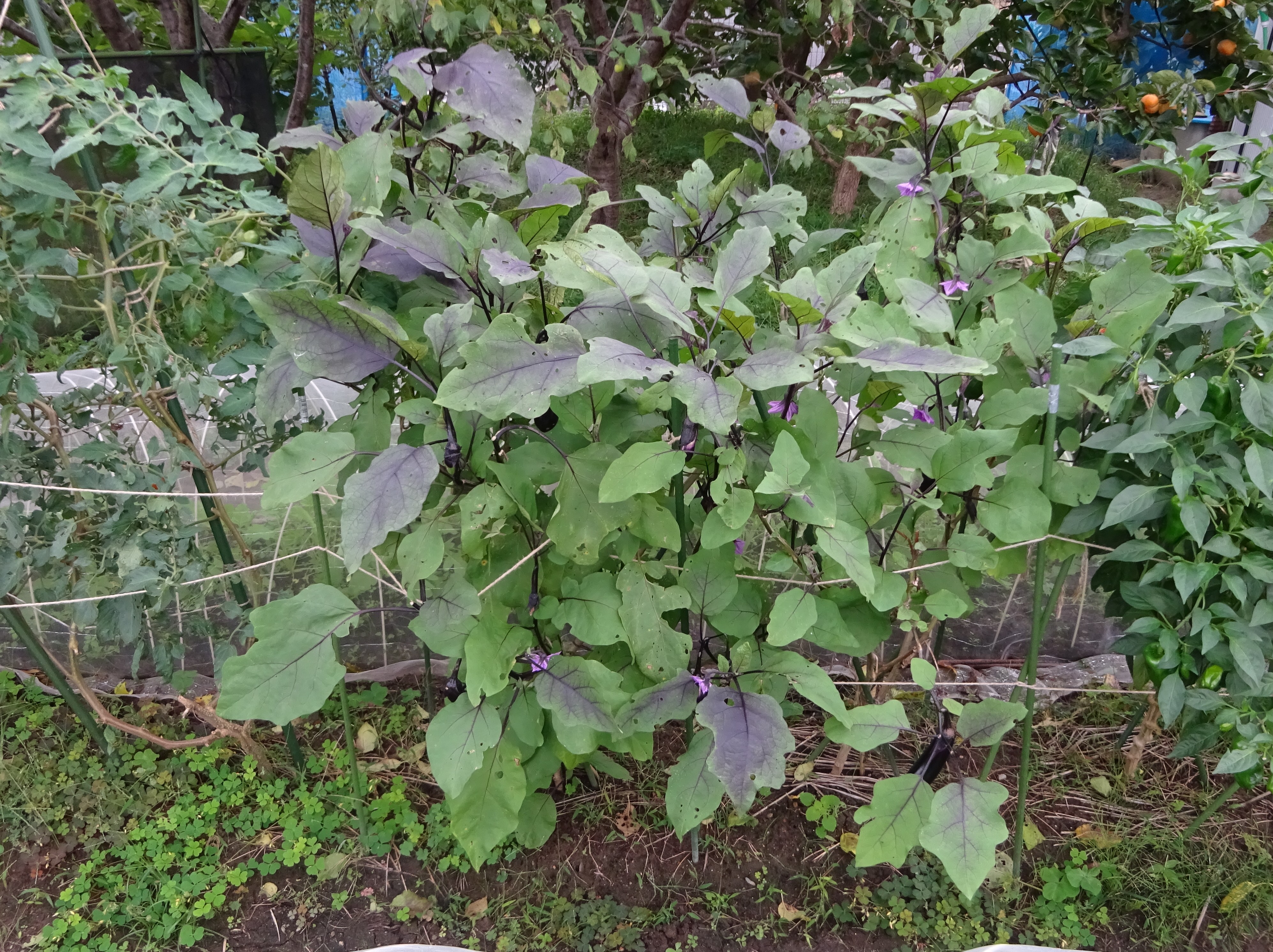 798-1_hatake_20251021