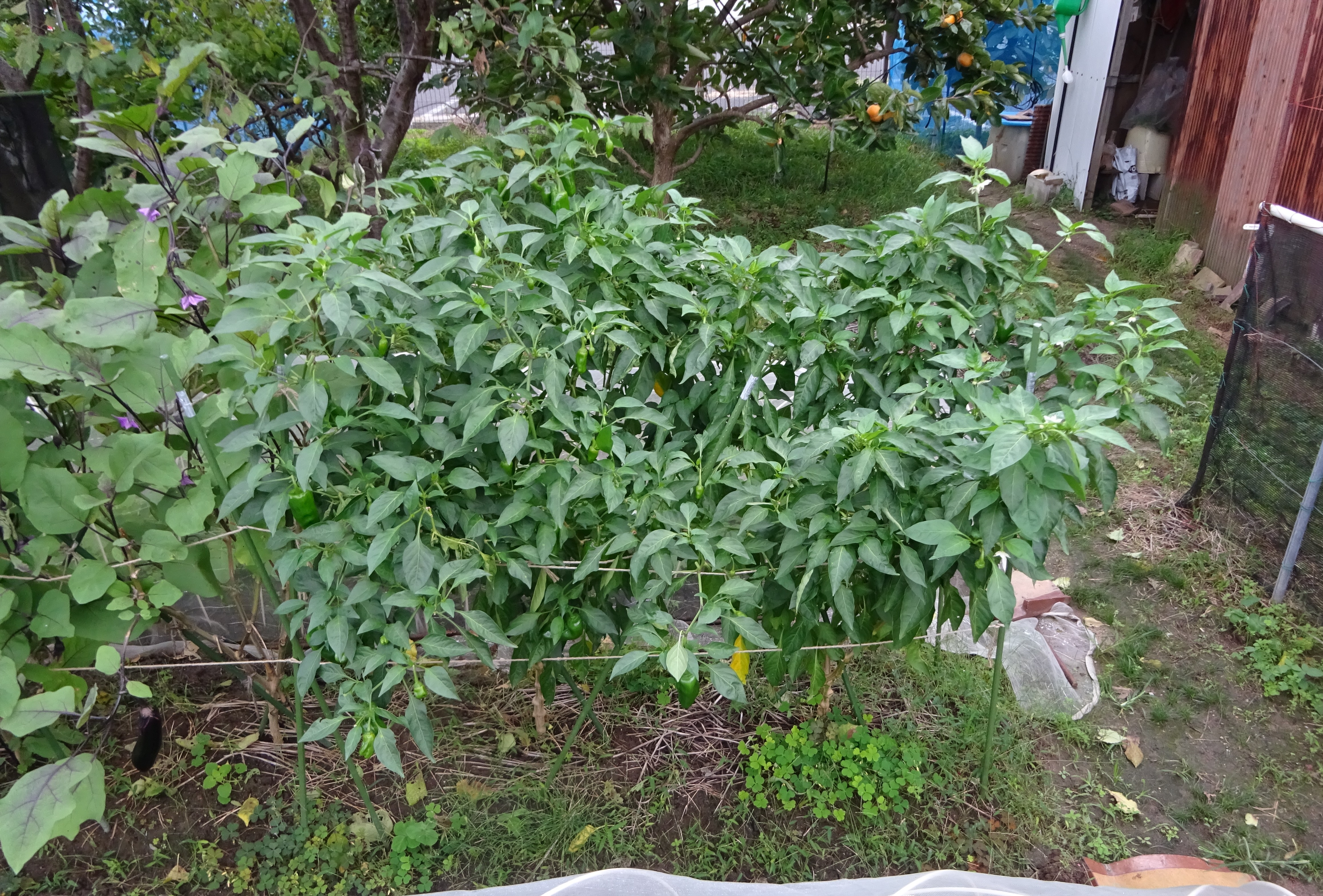 798-2_hatake_20251021