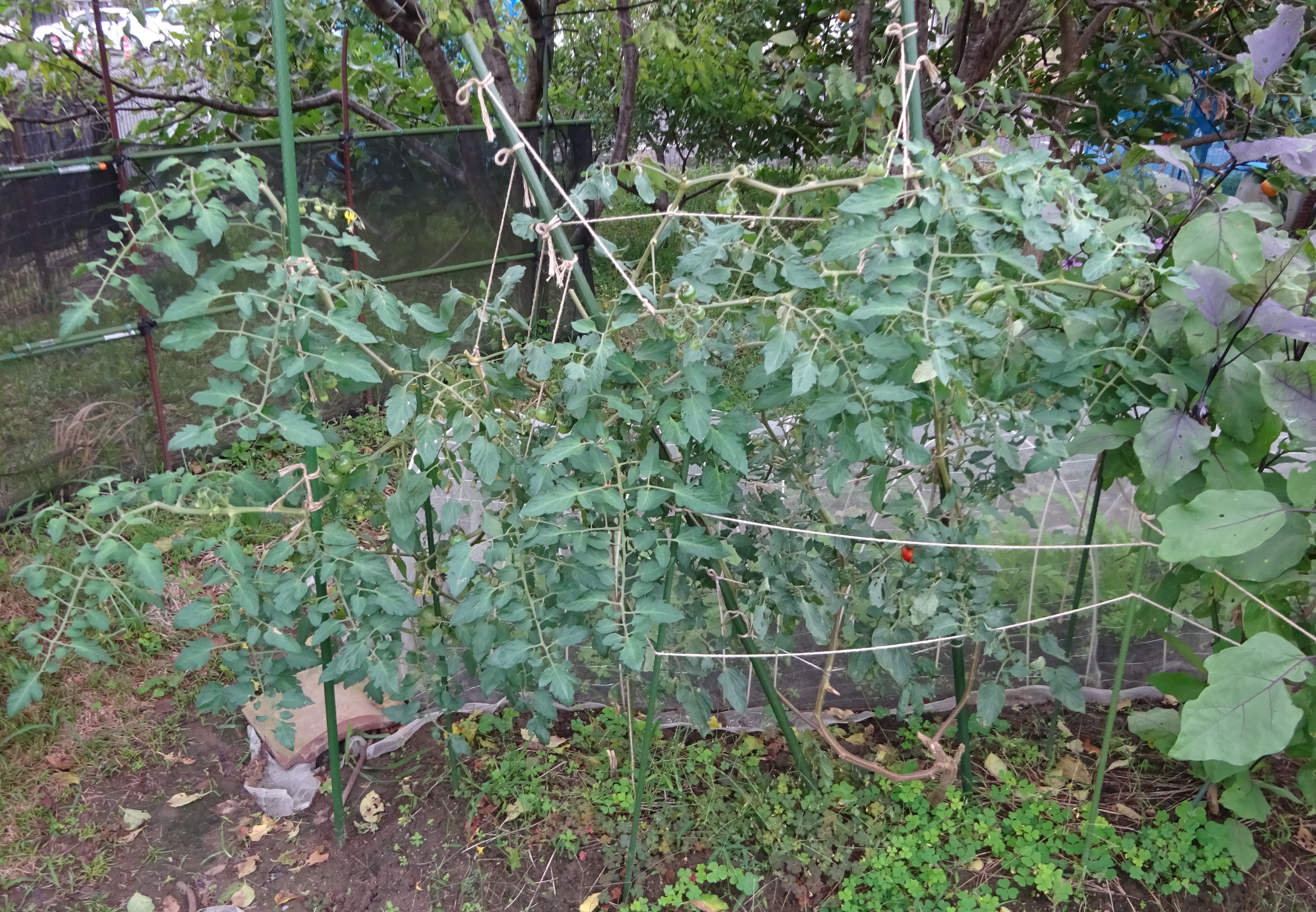 798-3_hatake_20251021