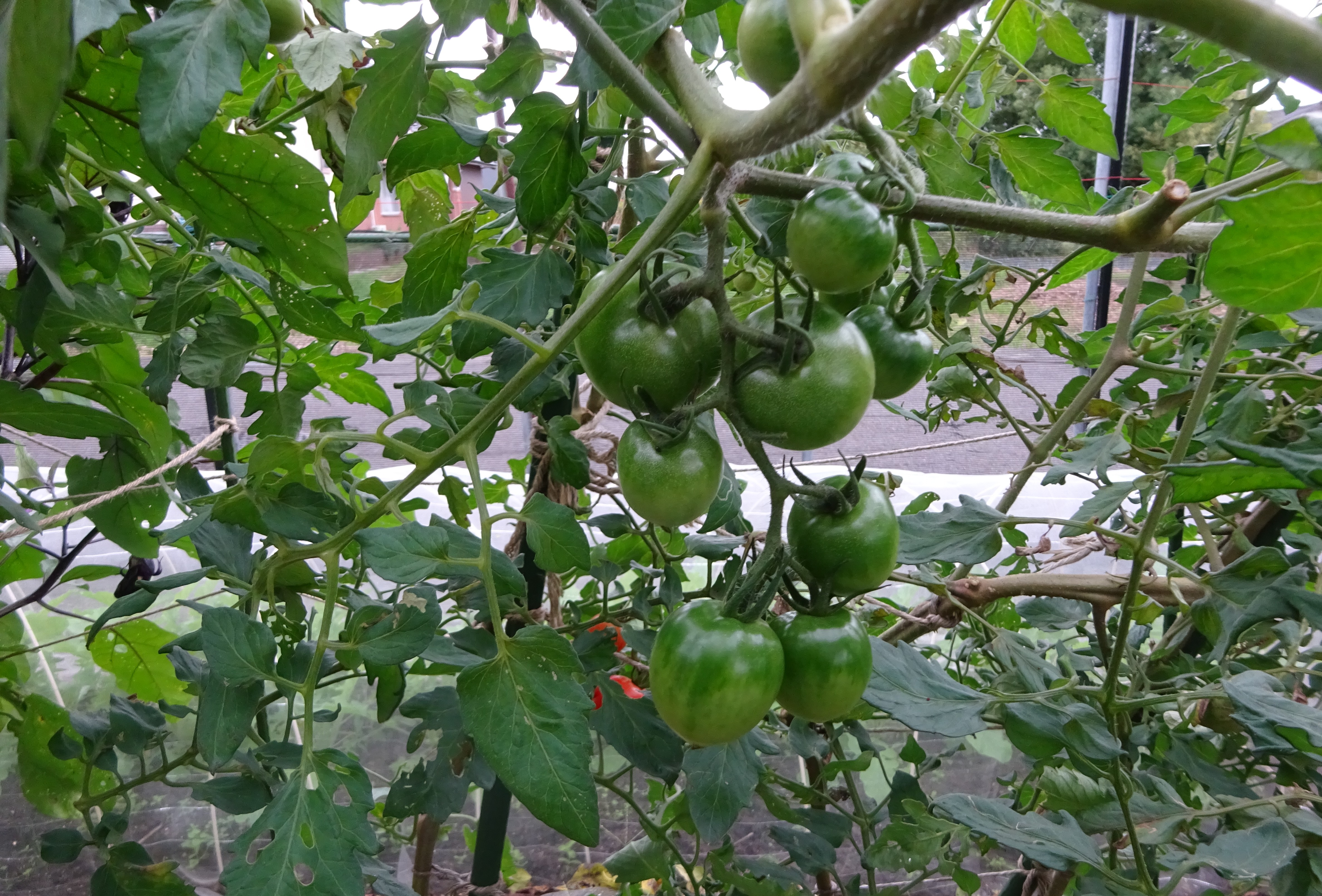 798-5_hatake_20251021