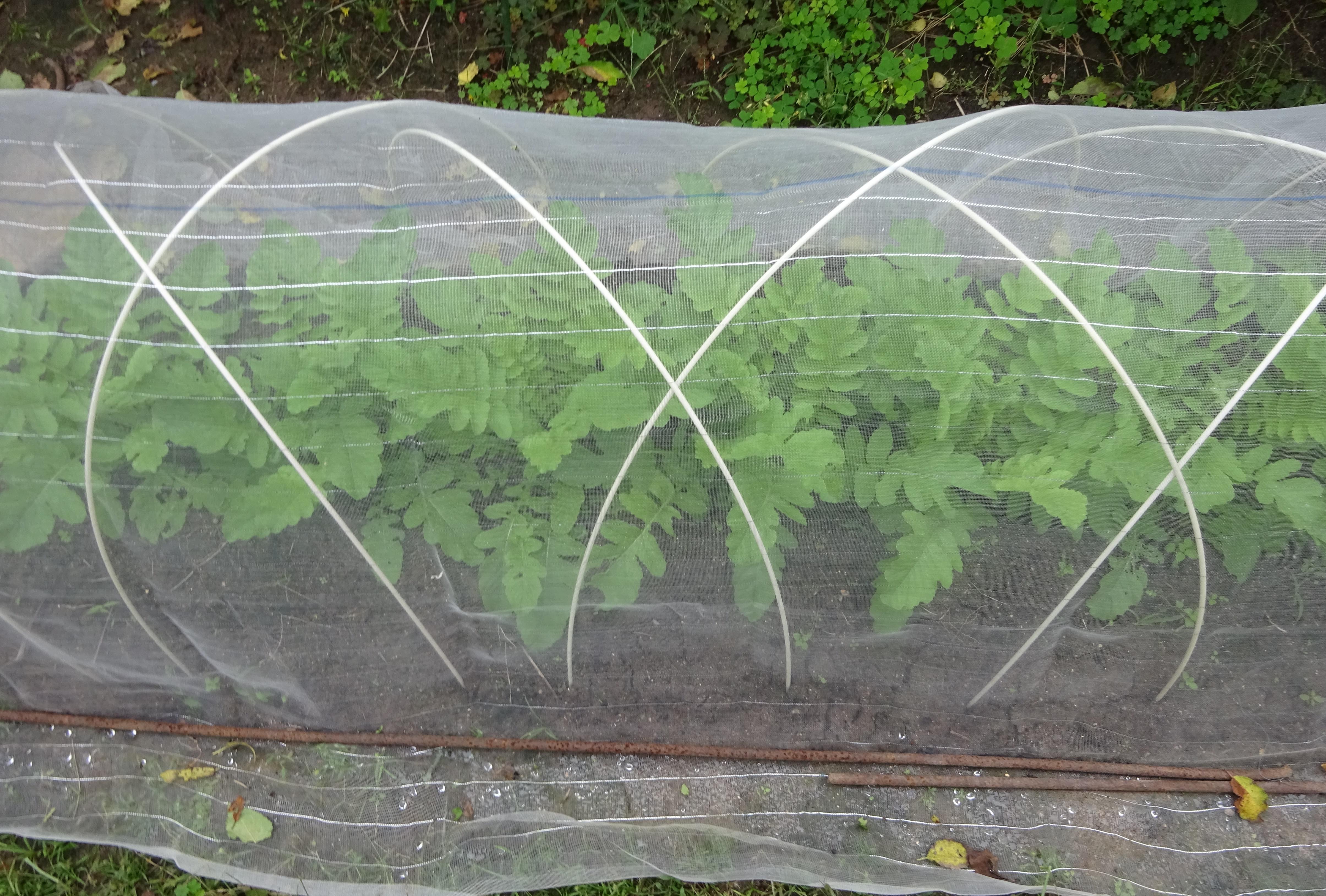 798-6_hatake_20251021