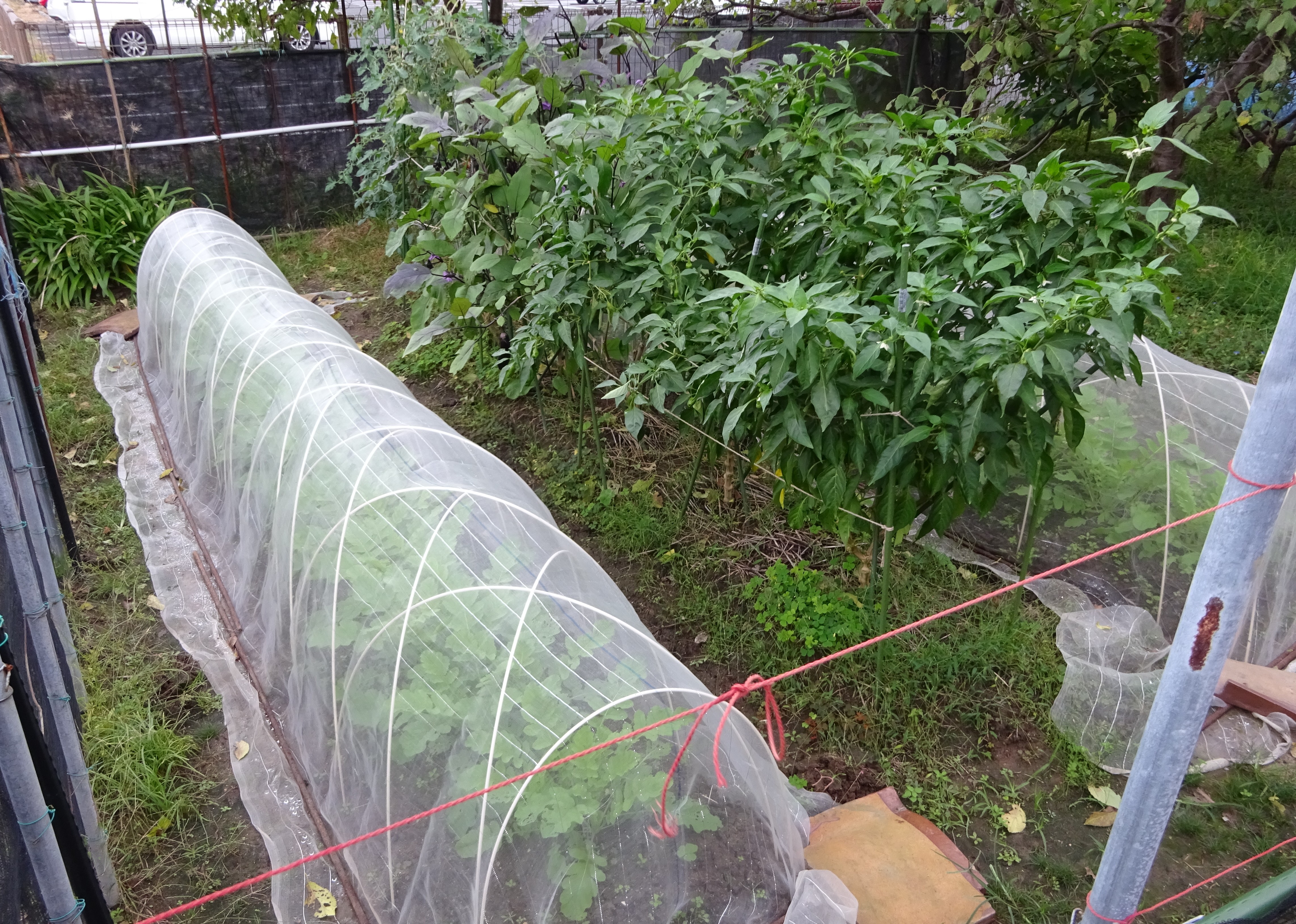 798-7_hatake_20251021