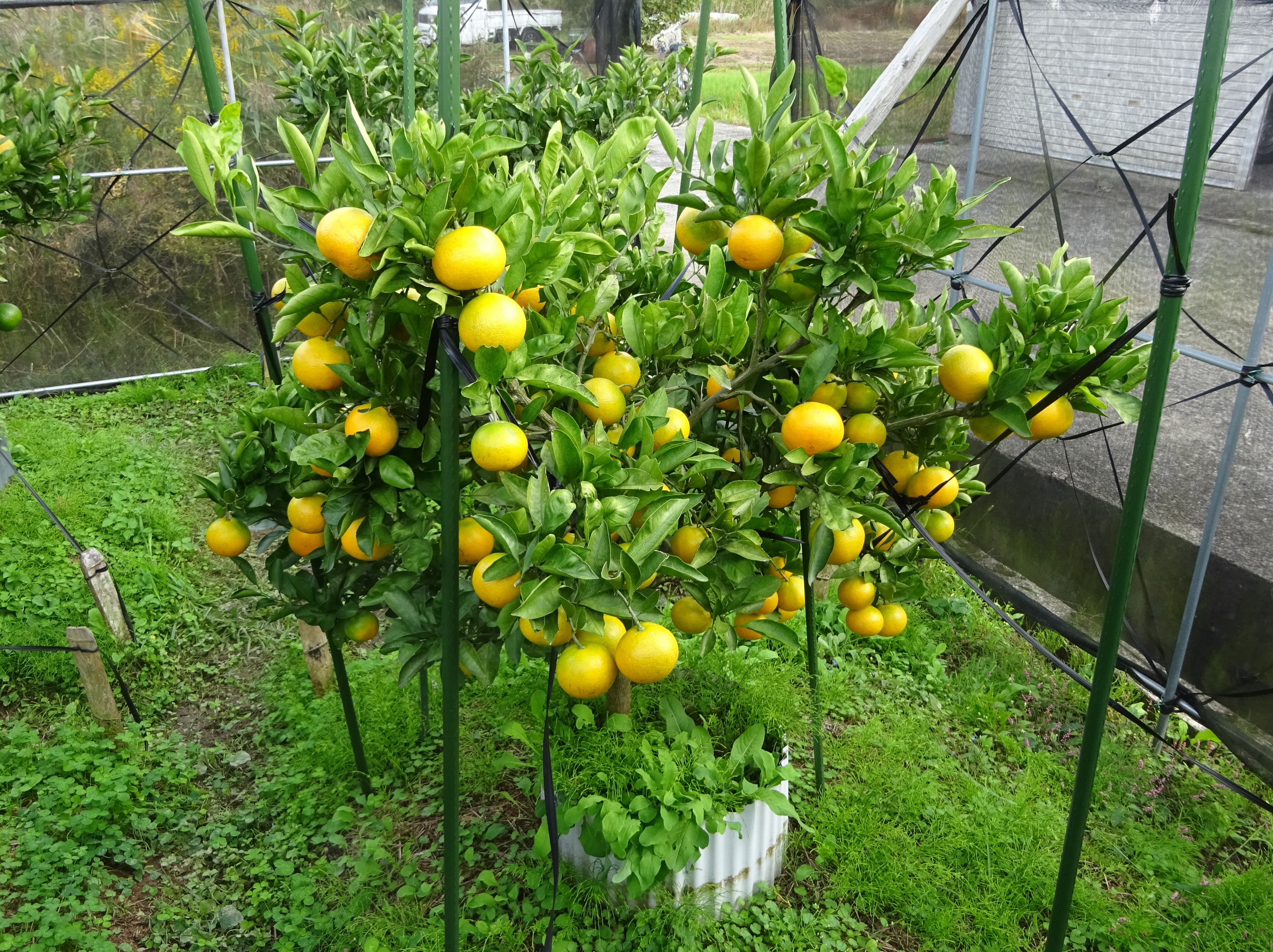 800-1_mikan_20251026