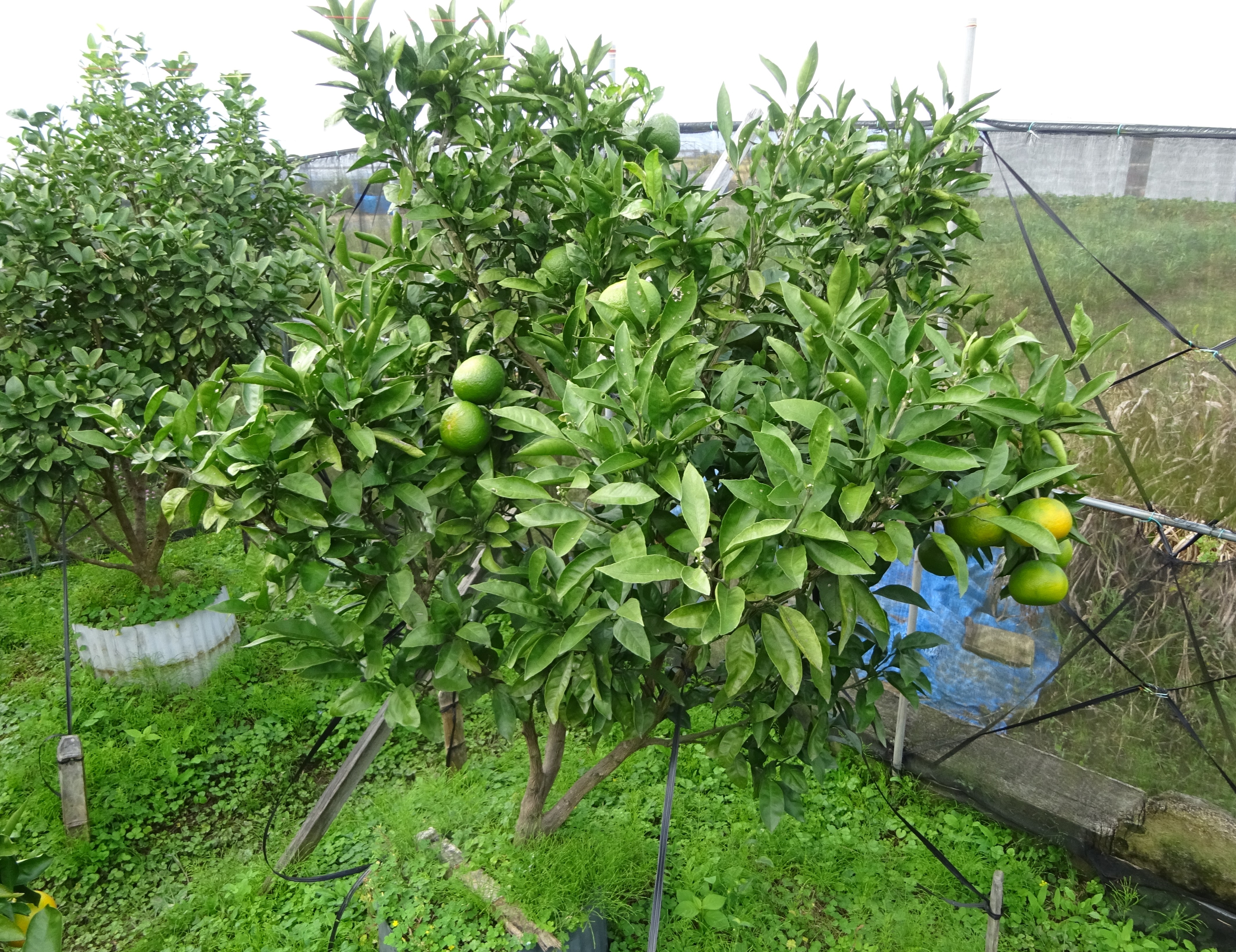 800-2_mikan_20251026