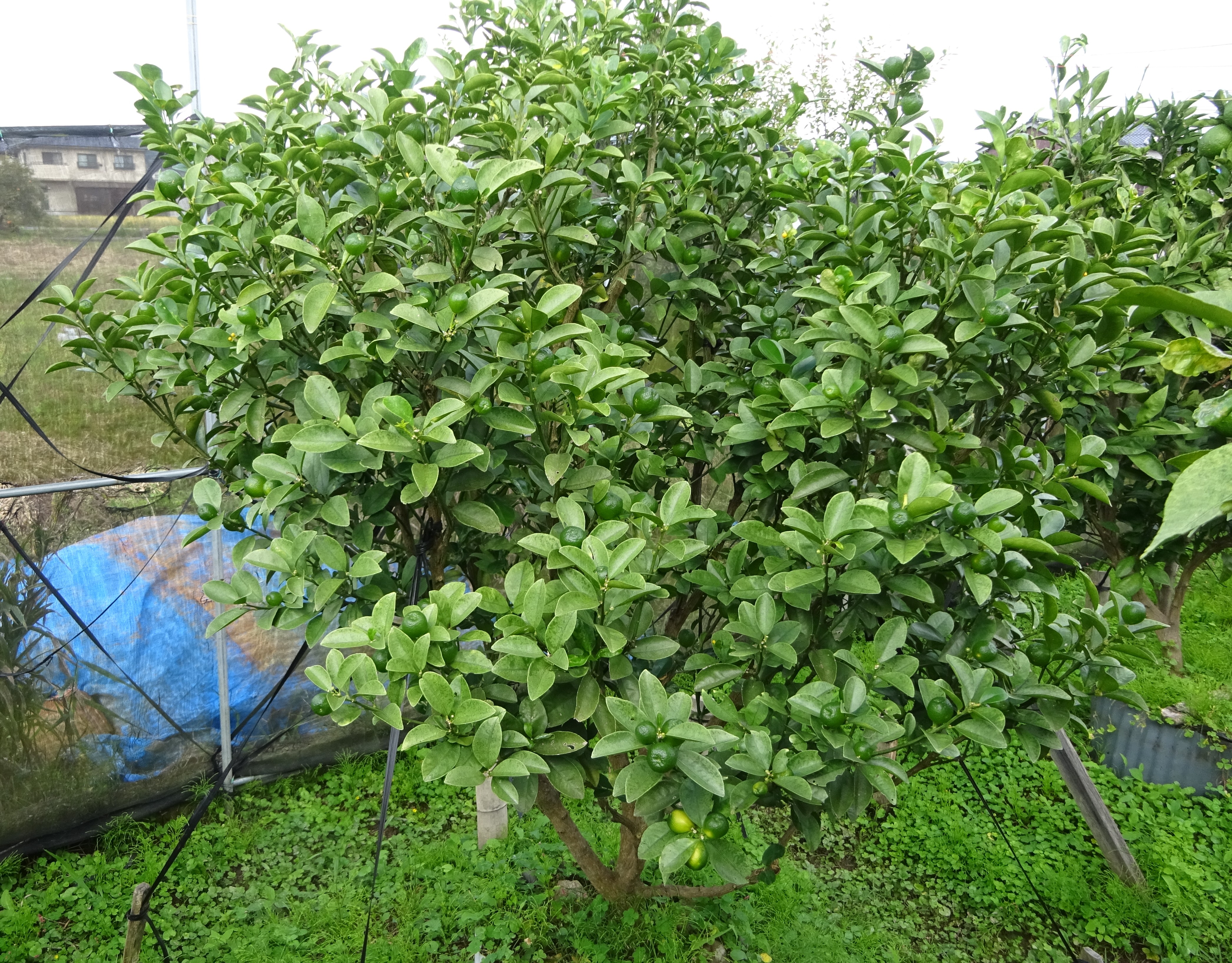 800-3_mikan_20251026