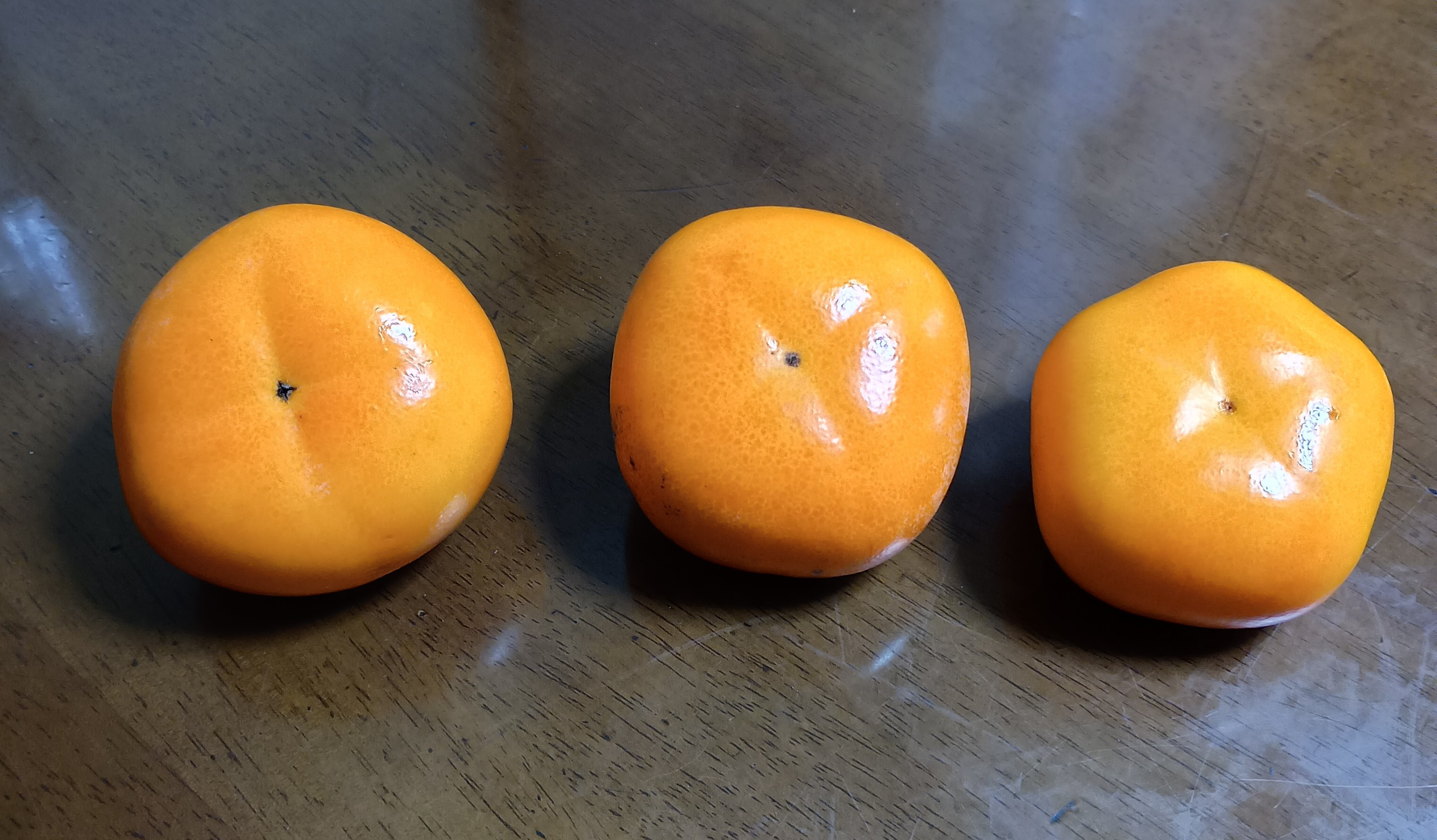 804-1_kaki-ikei_202511107