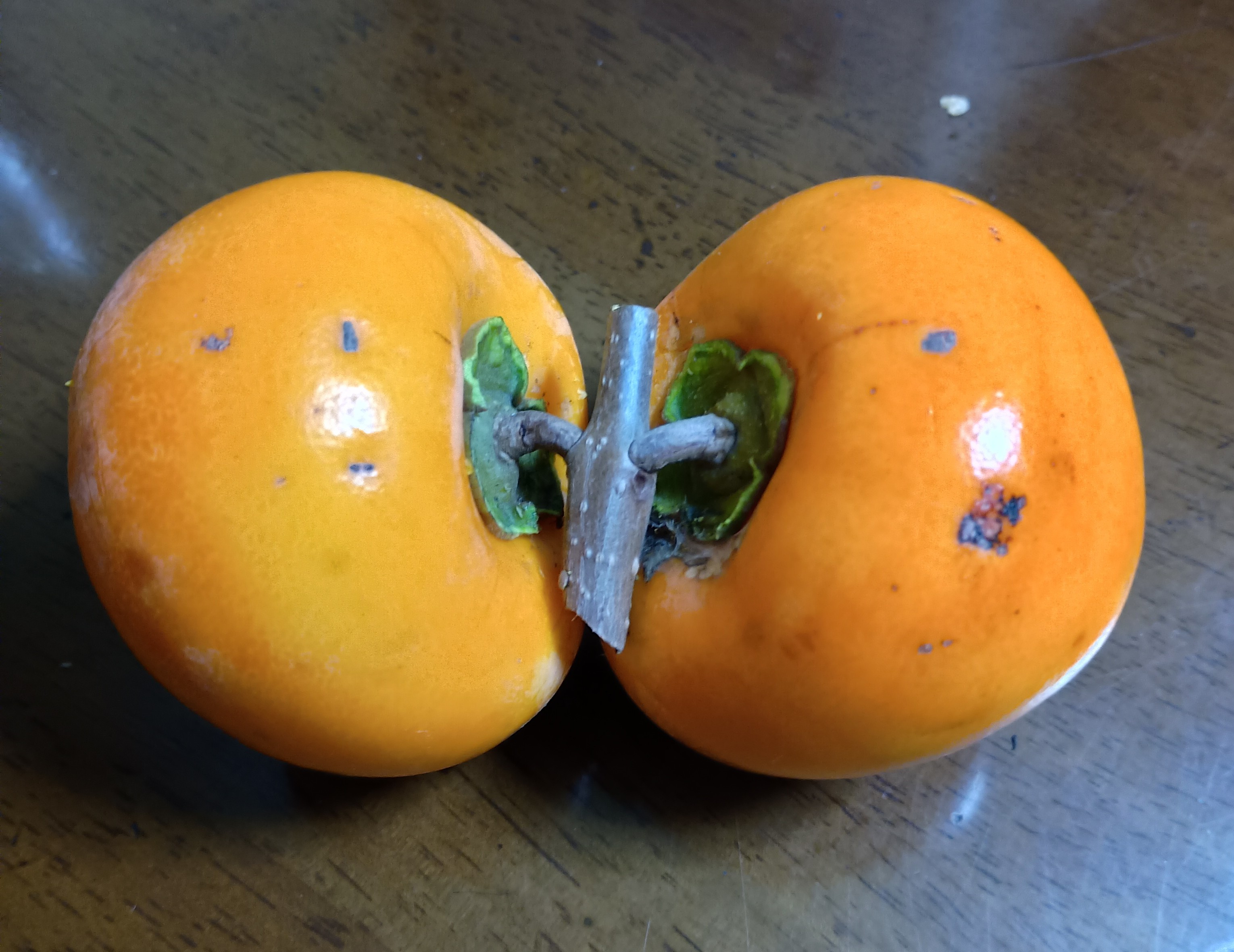 804-3_kaki-ikei_20251110