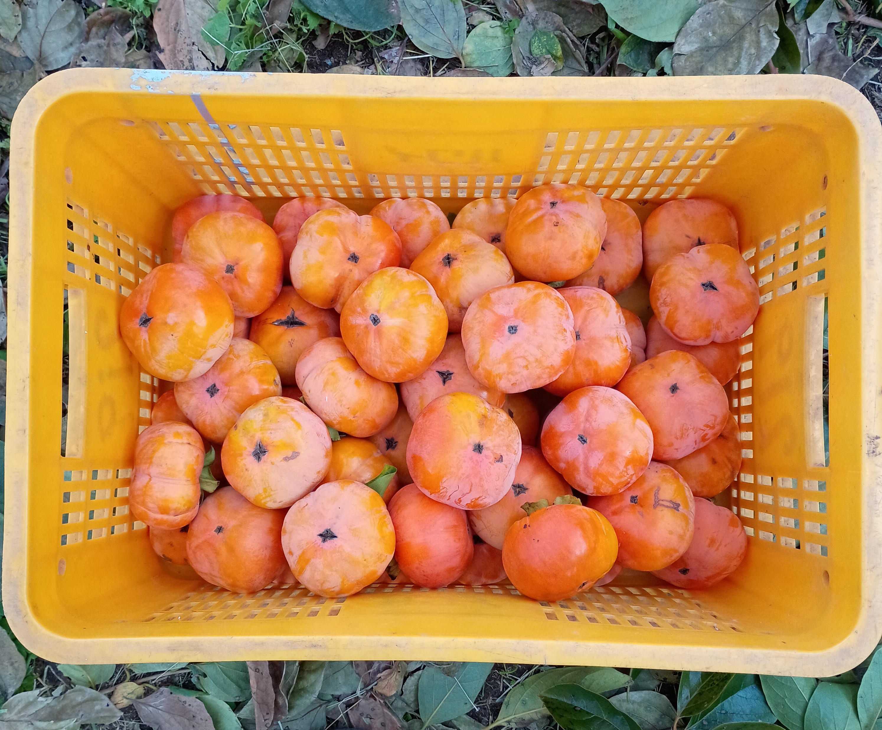 805-1_jiroukaki_2025-1114