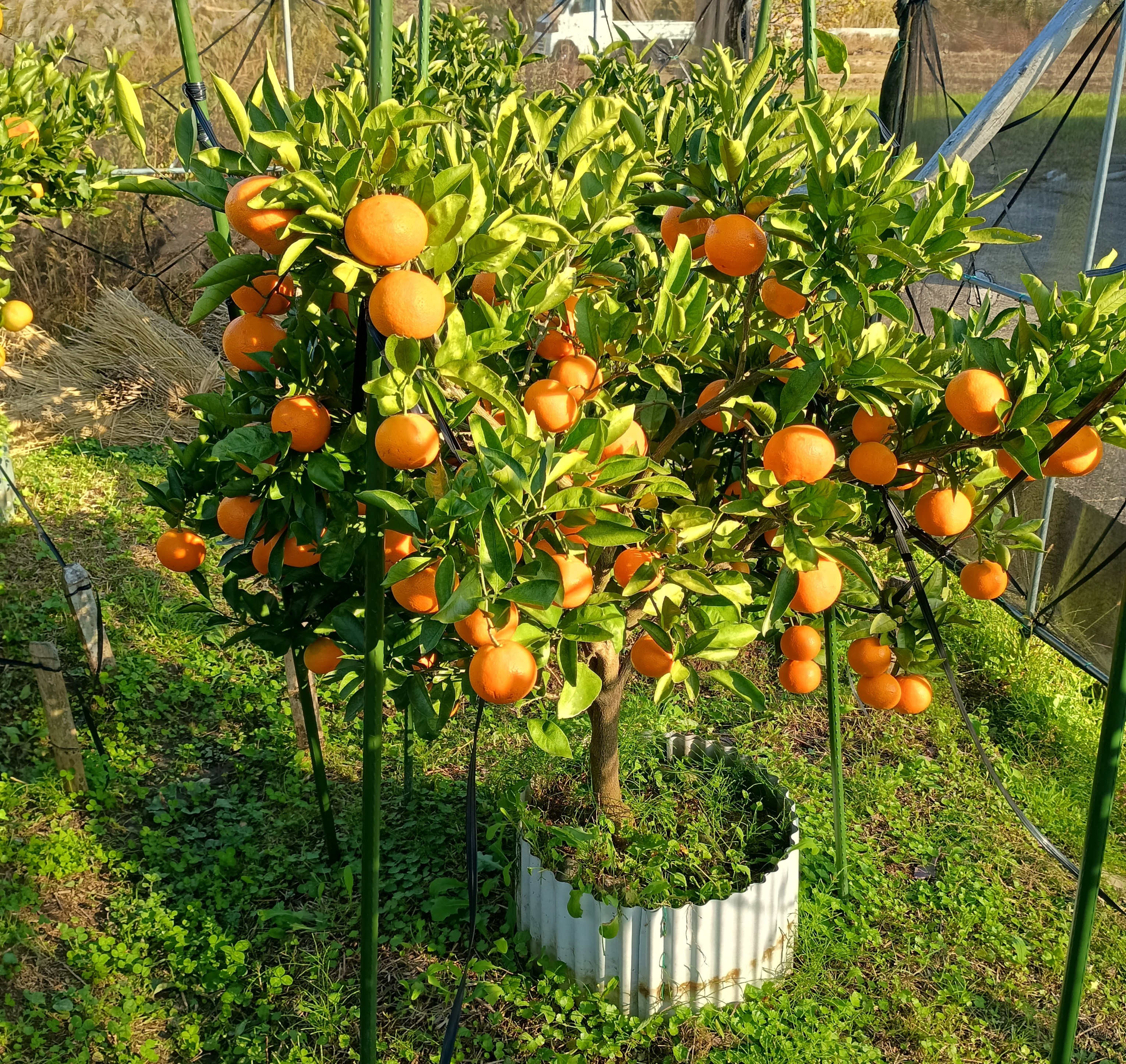 806-1_unshoumikann_202511144