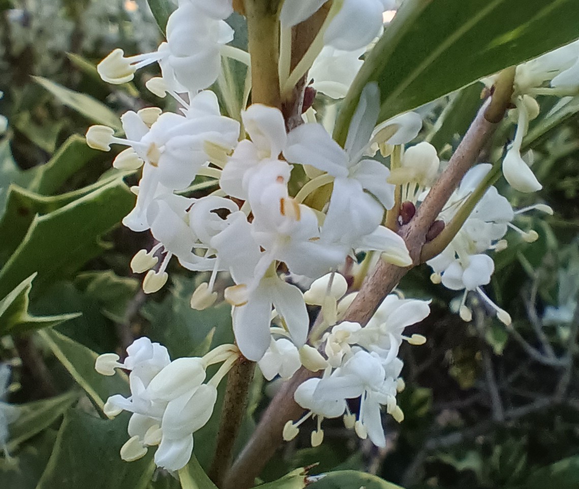 809-1_hiiragi_20251129