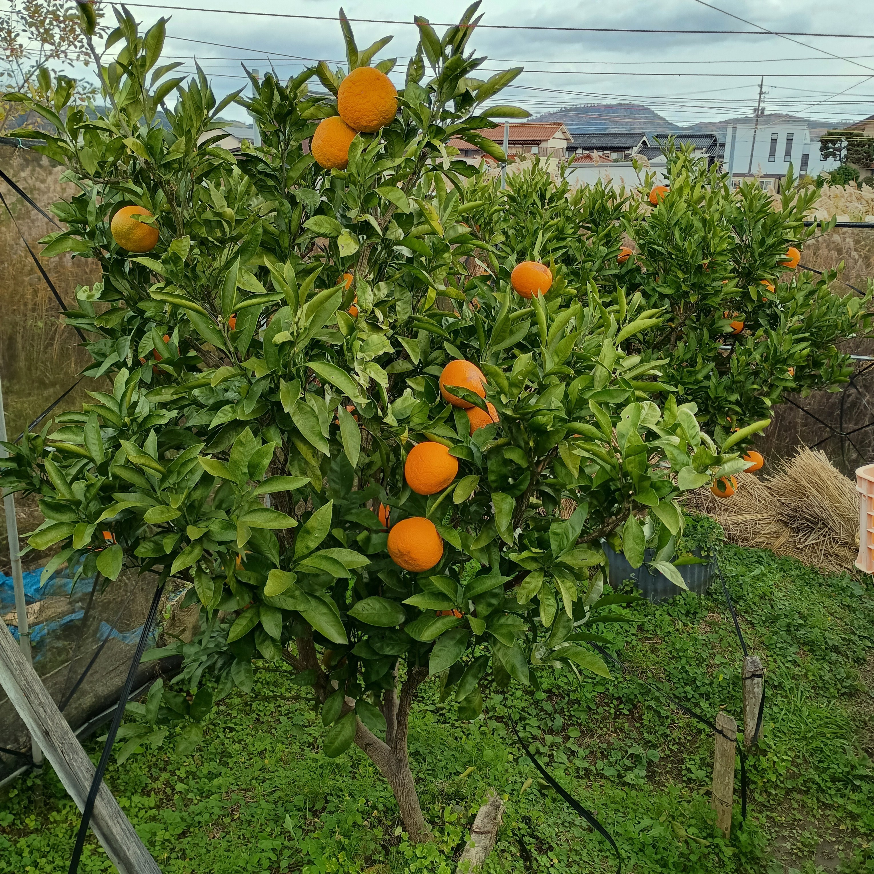 810-1_miyagawawase_20251201