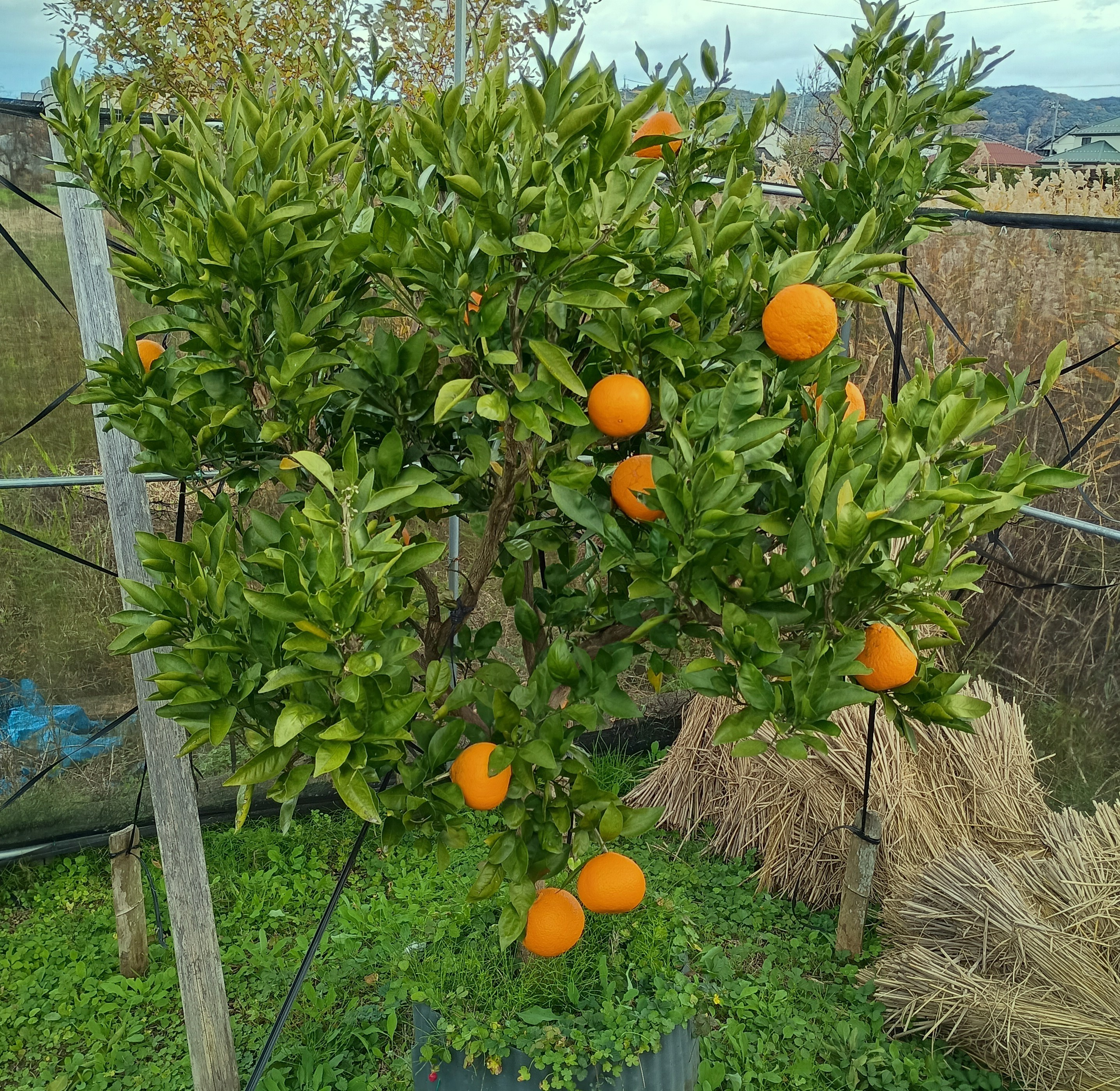 810-2_miyagawawase_20251201