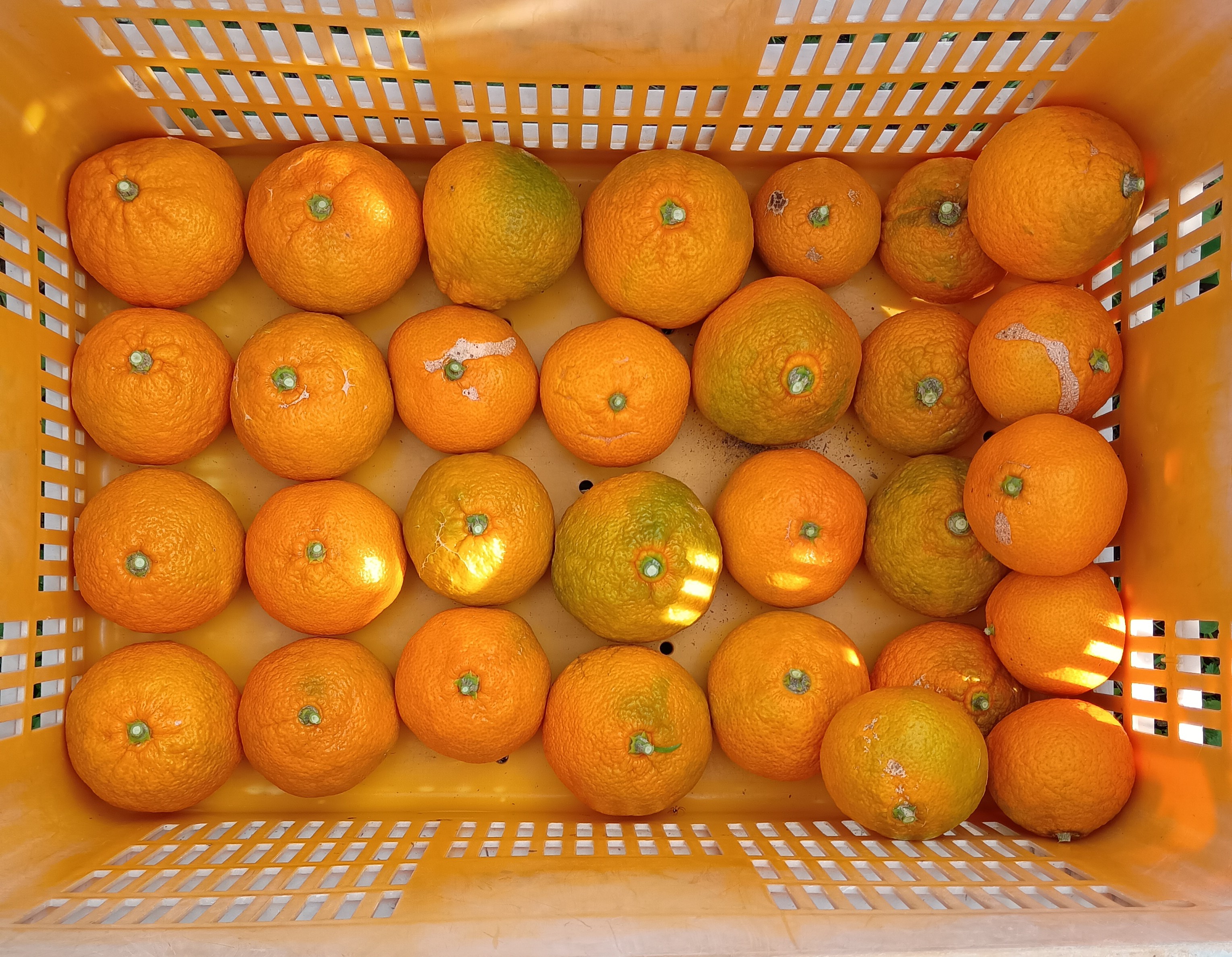 810-3_miyagawawase_20251201