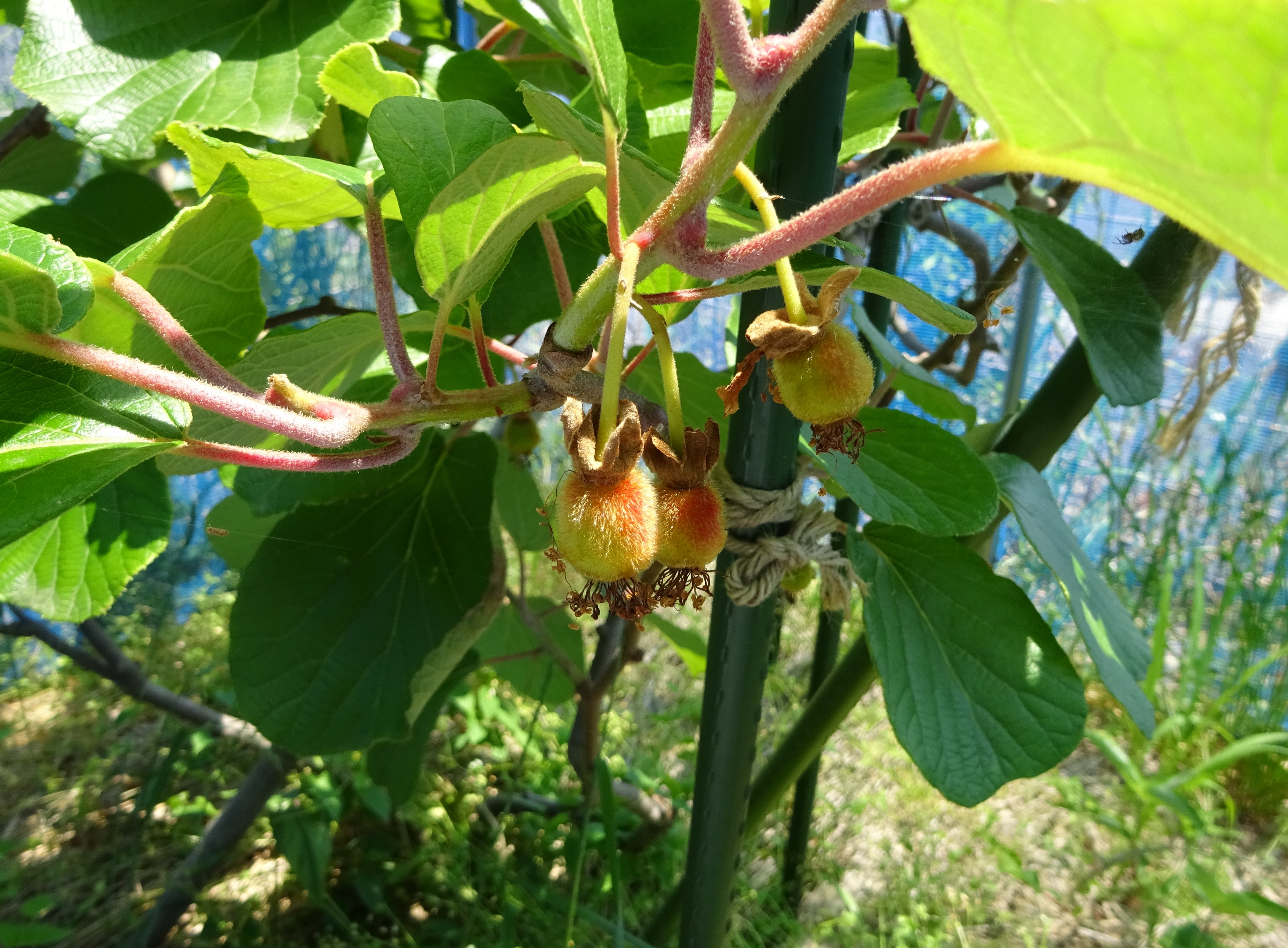 811-1_kiwifruit_20250613