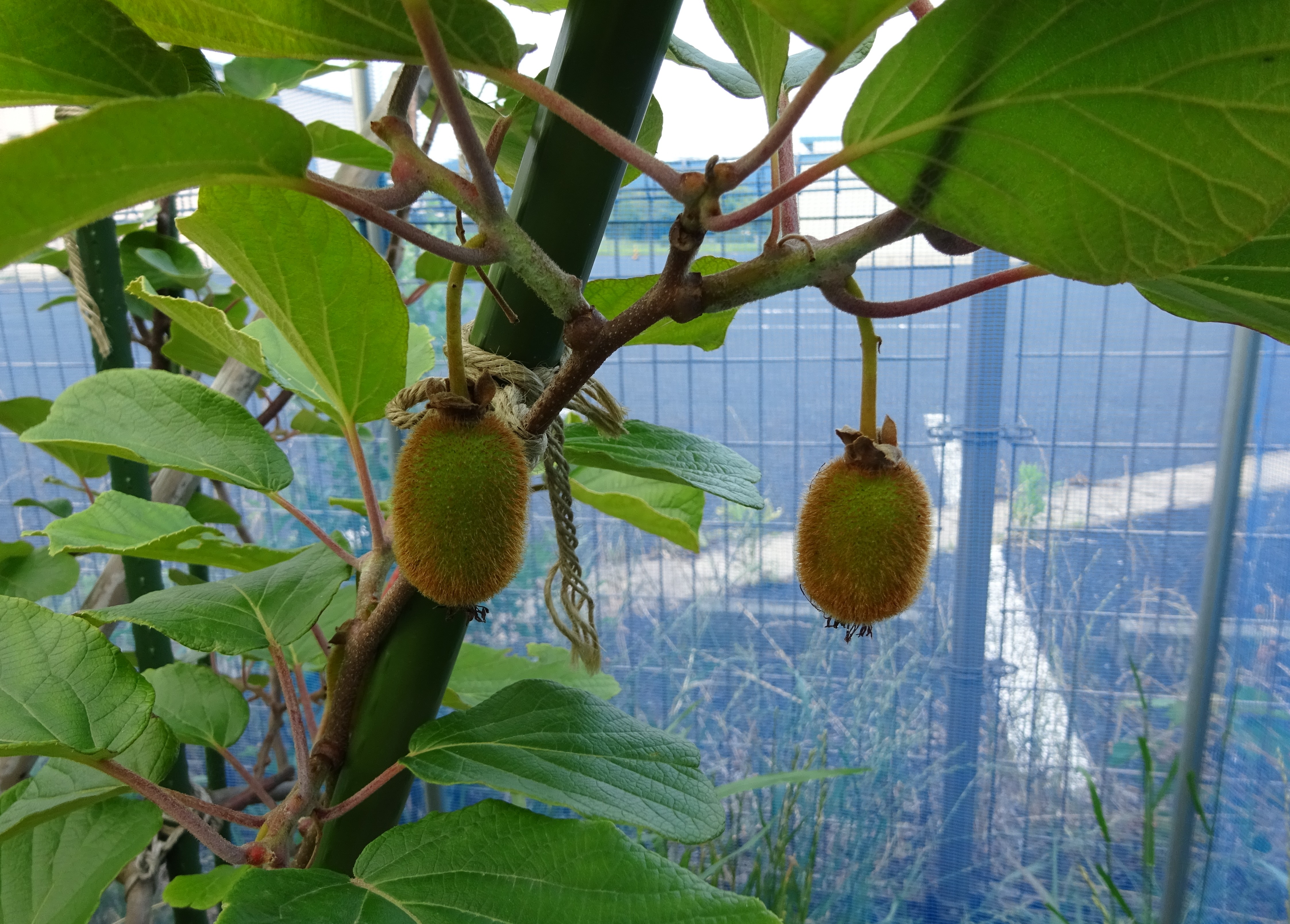 811-2_kiwifruit_20250630