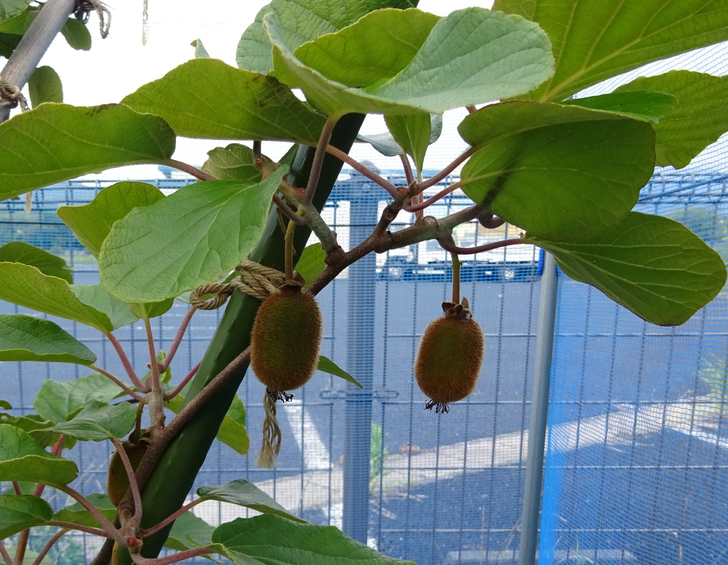 811-3_kiwifruit_20250708