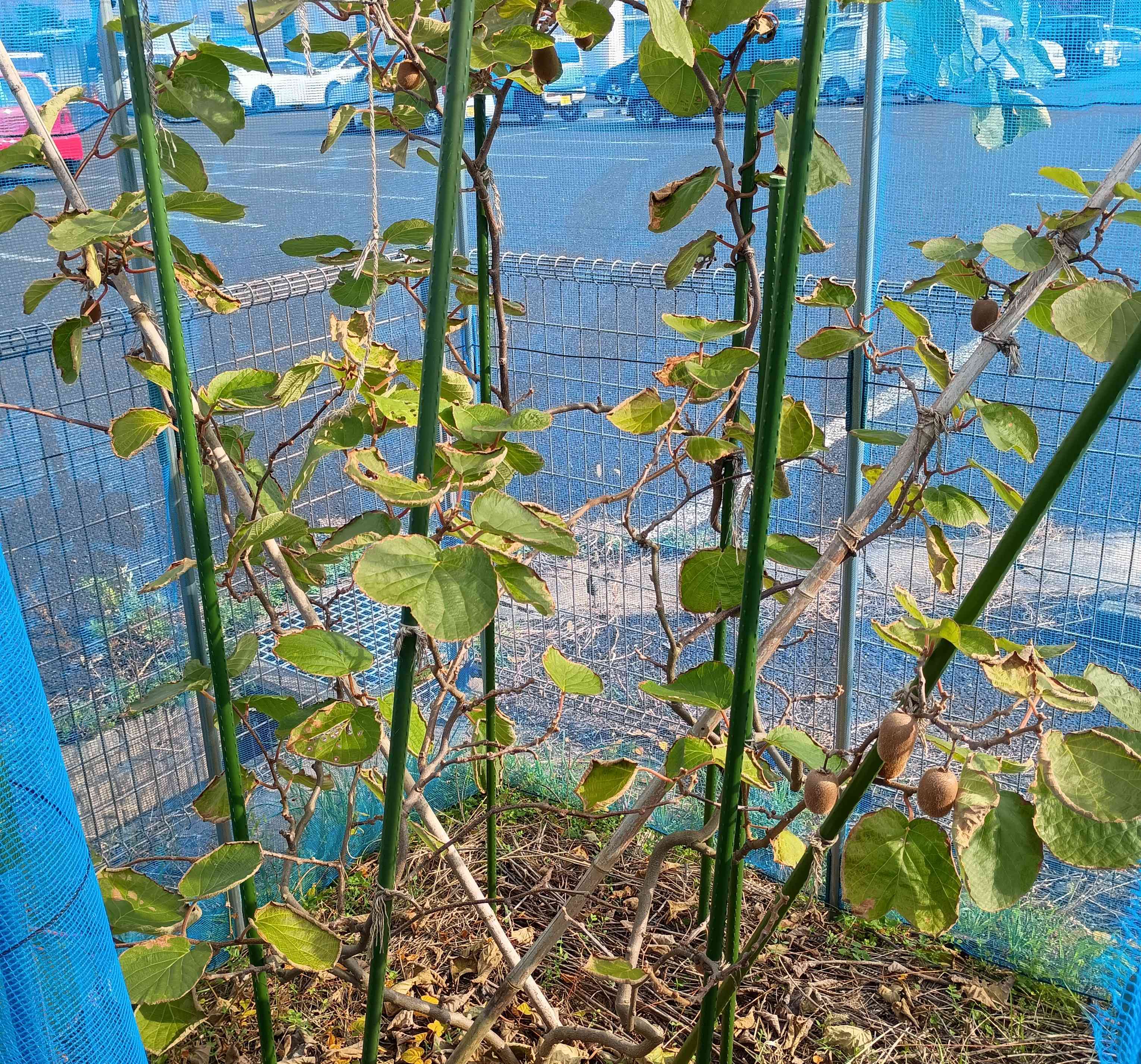 811-4_kiwifruit_20251201