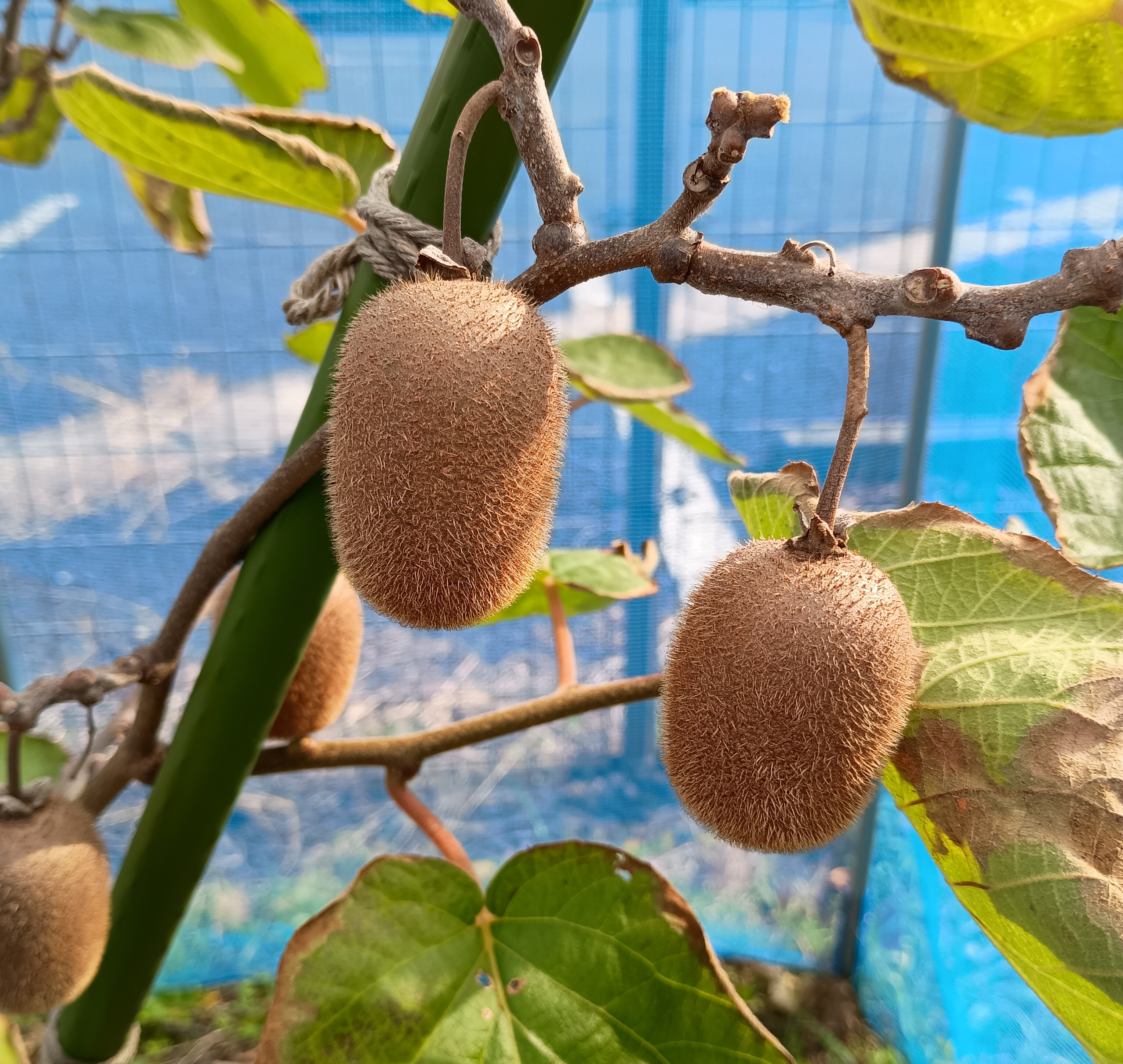 811-5_kiwifruit_20251201