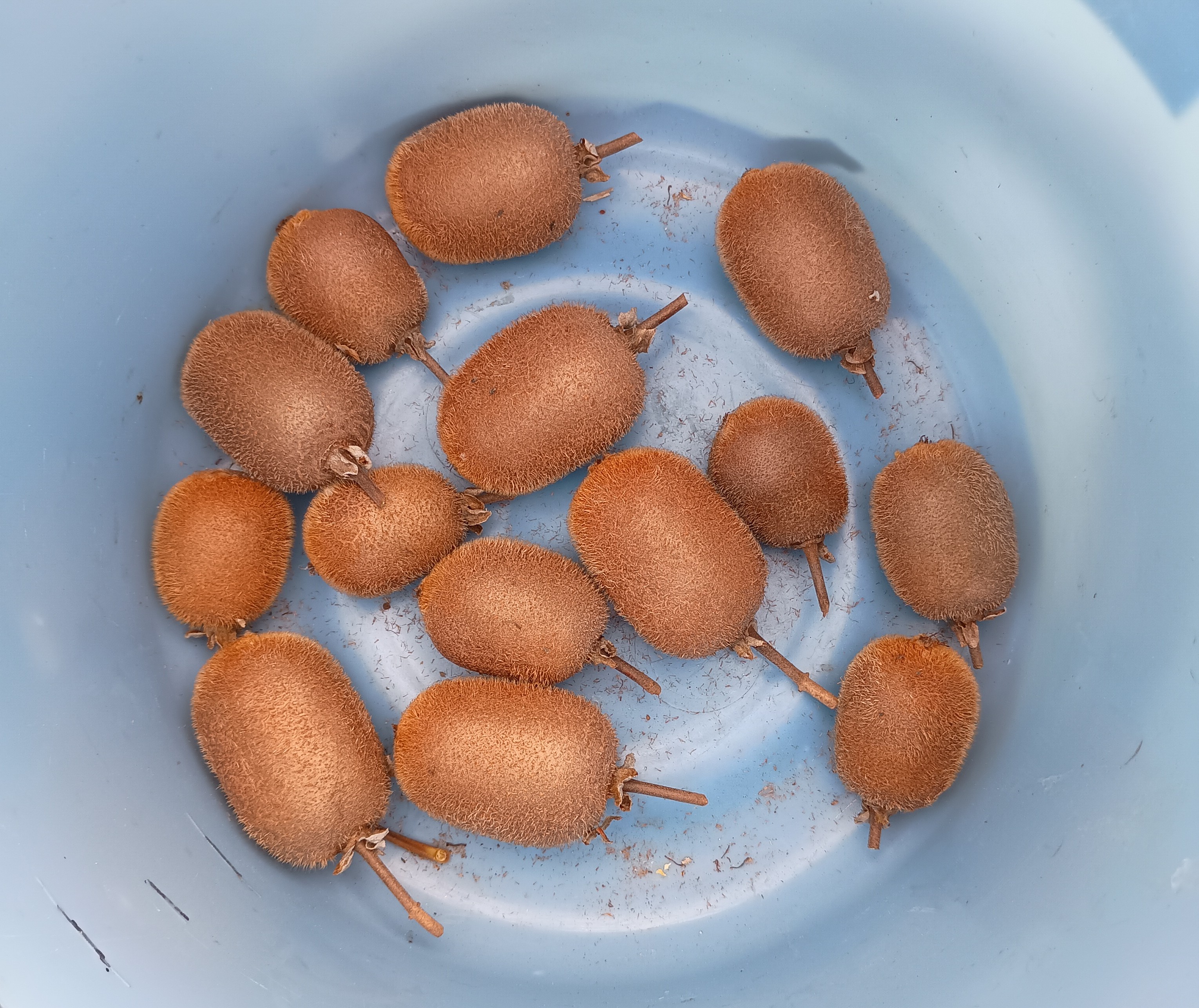 811-6_kiwifruit_20251201