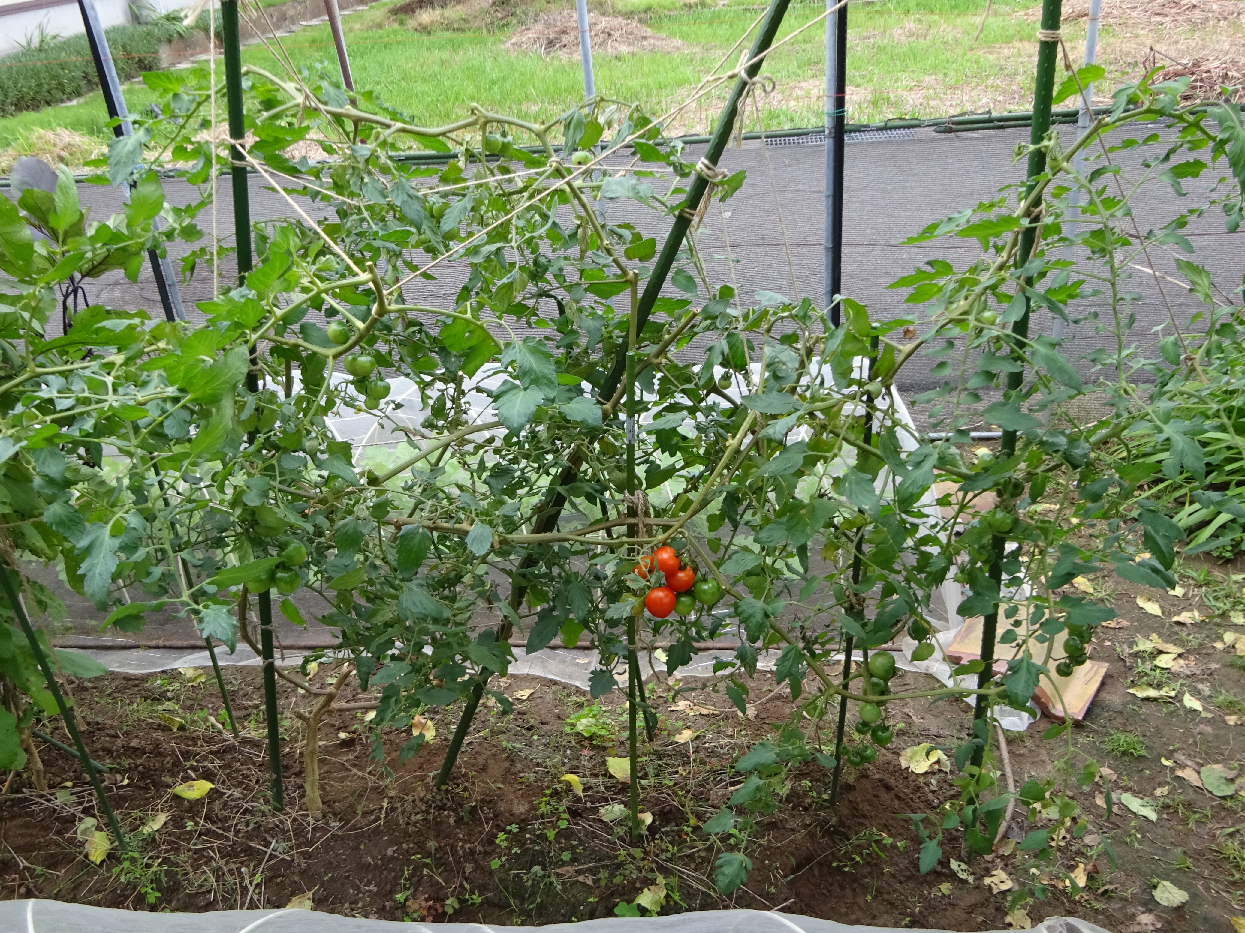 812-1_tomato_202510223