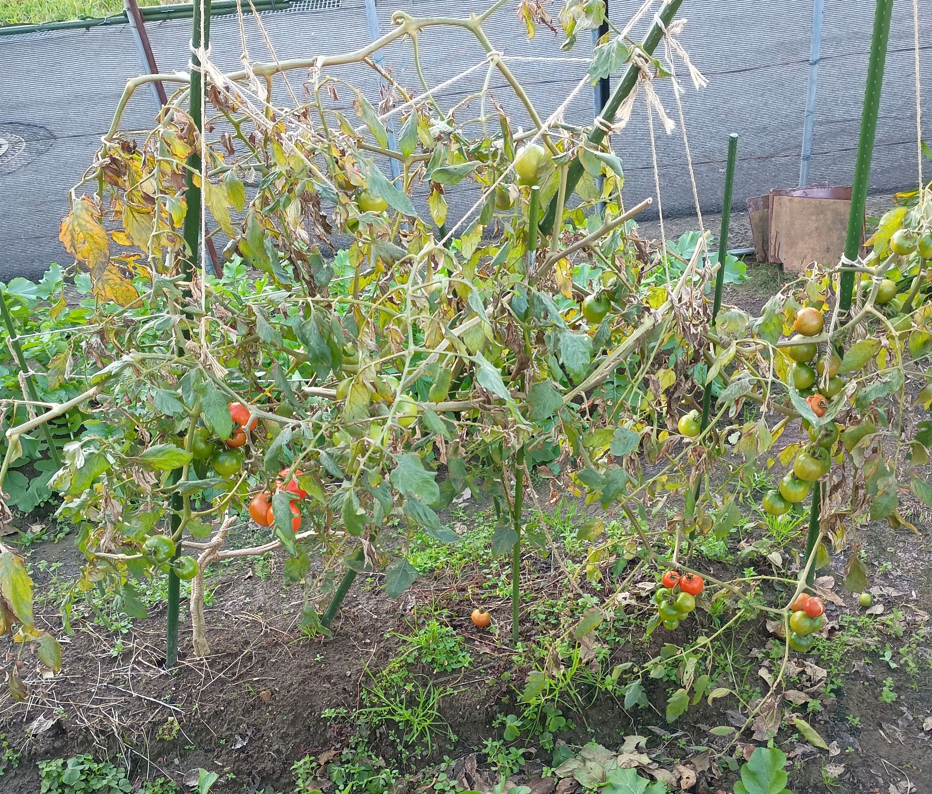 812-2_tomato_20251206